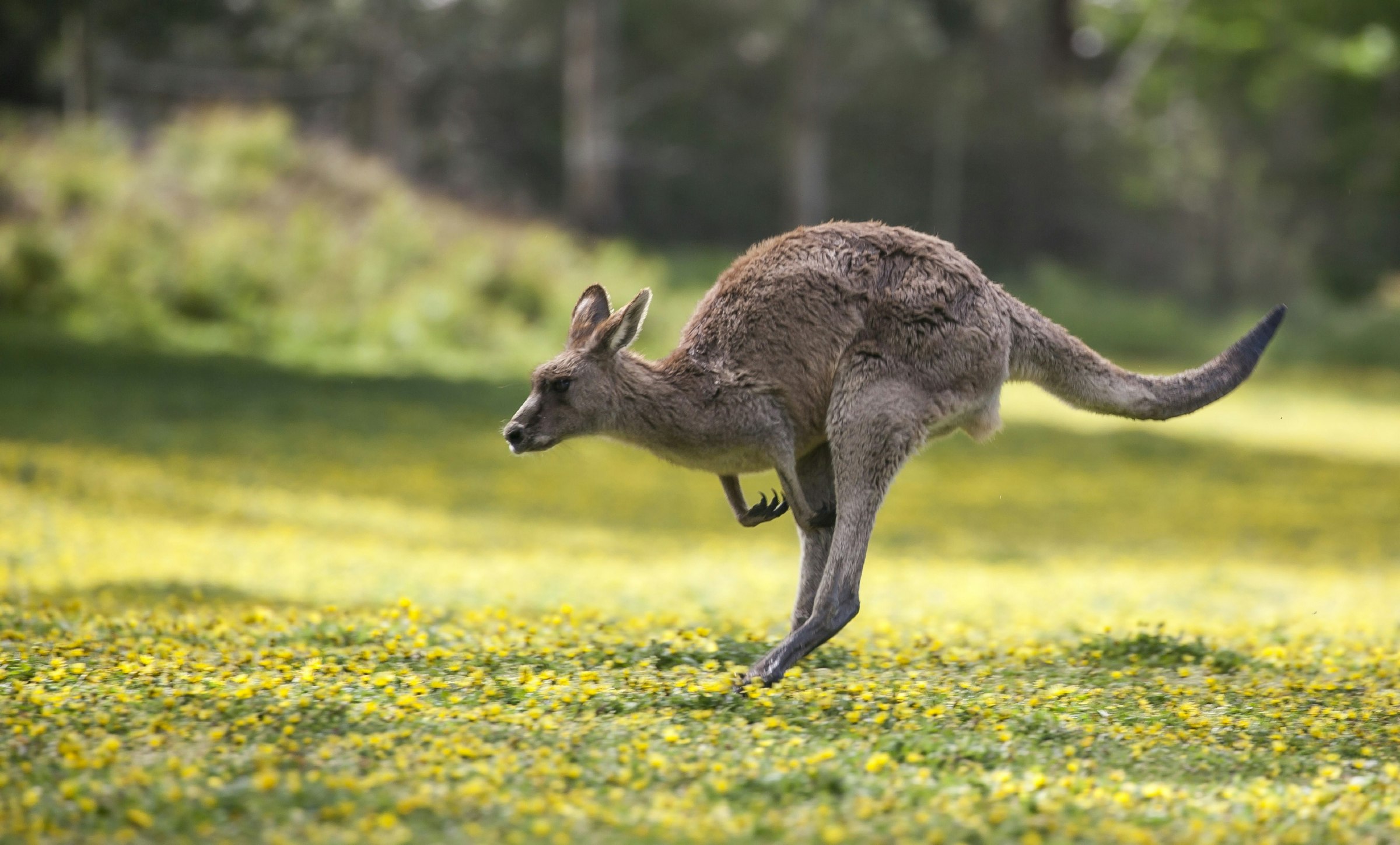 Jumping kangaroo in the Grampians, in a meadow with yellow flowers 