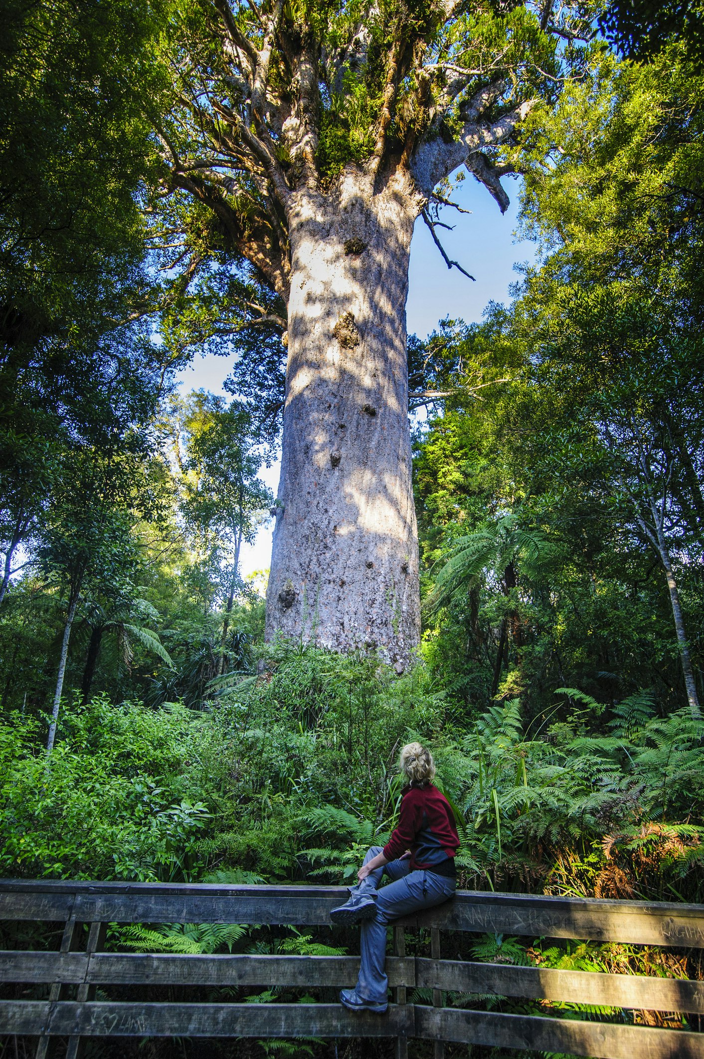 Woman looking at Te Matua Ngahere, a giant kauri tree, Waipoua Forest