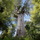 Kauri tree (Getty RF).jpg