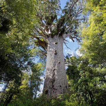 Kauri tree (Getty RF).jpg