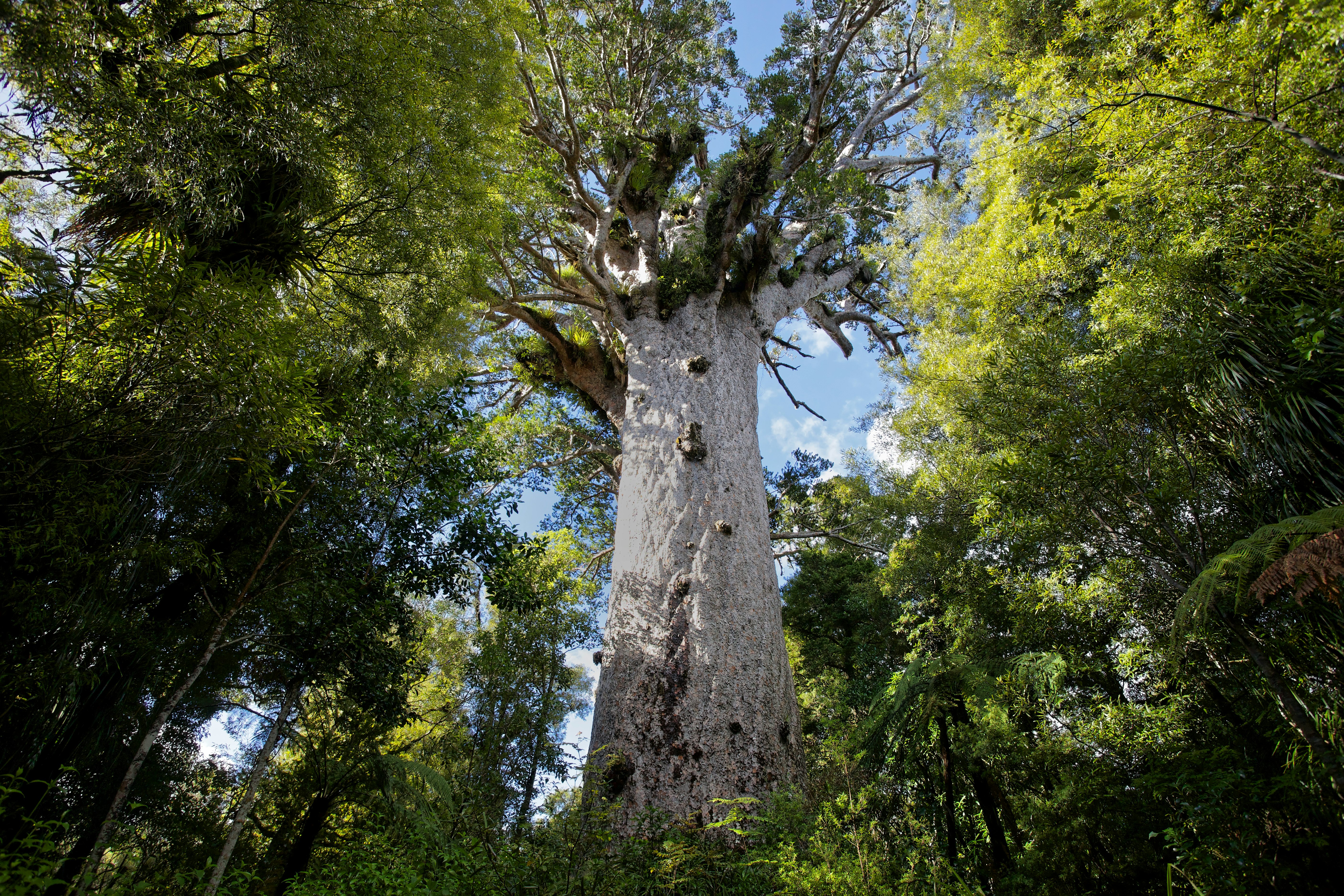 Tāne Mahuta, the giant kauri tree in the Waipoua Forest of Northland Region