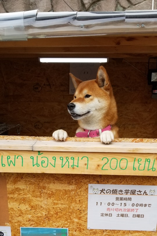This dog runs his own sweet potato stand in Japan - Lonely Planet