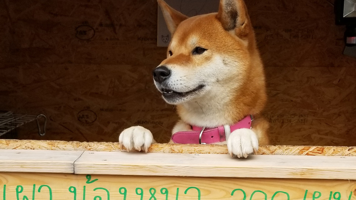 This dog runs his own sweet potato stand in Japan - Lonely Planet