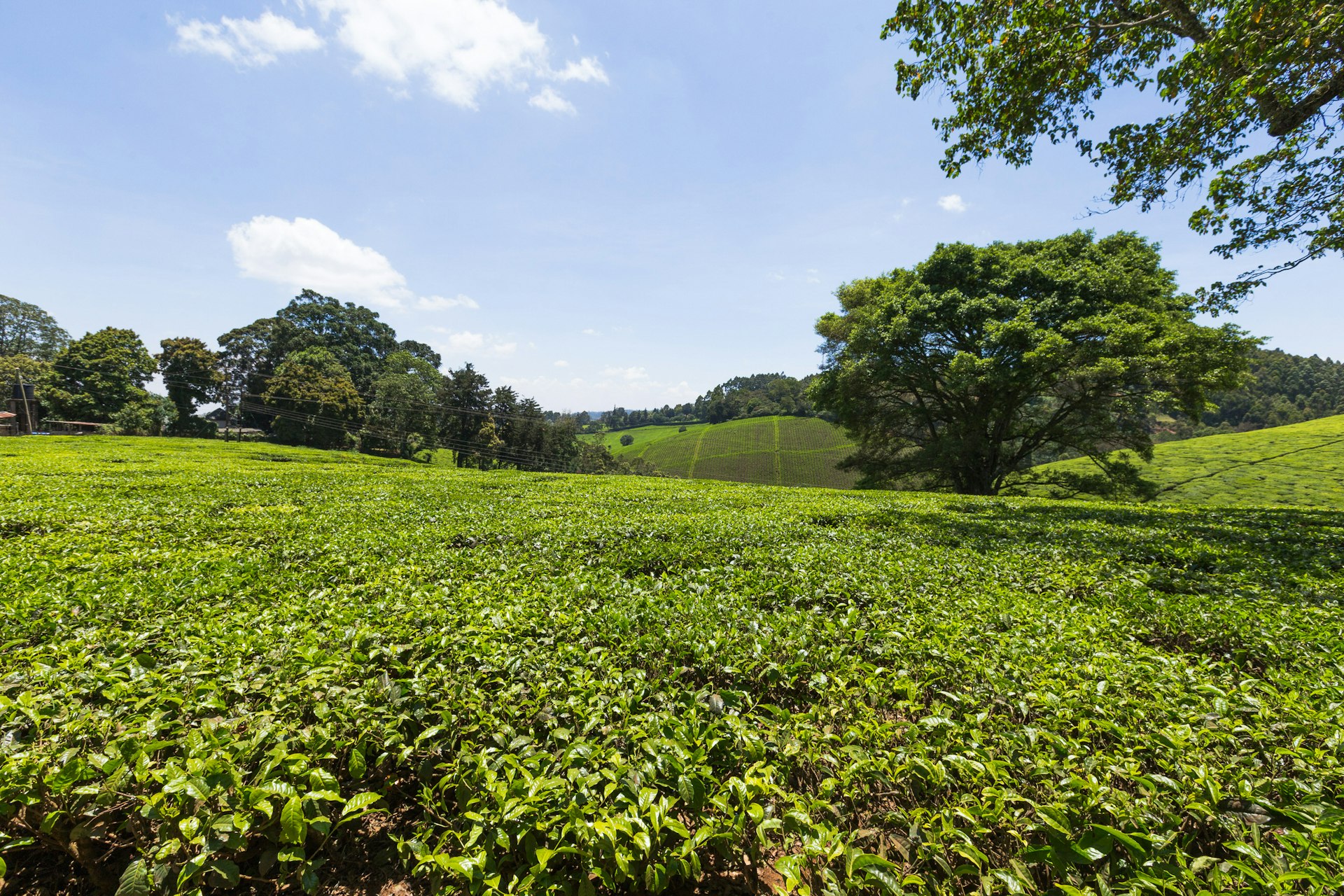 Sun shines on a verdant field of tea plants. There are trees lining the field and rolling hills in the distance.