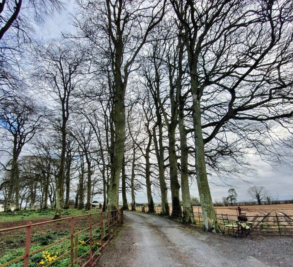 The Kildare countryside