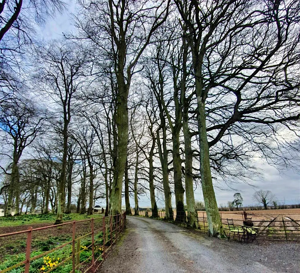 Kildare 2.jpg The Kildare countryside
