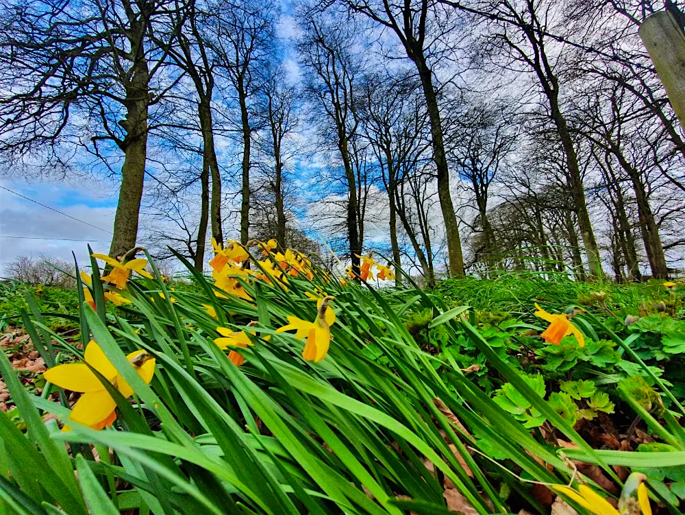 Kildare.jpg The daffodils are blooming in Kildare