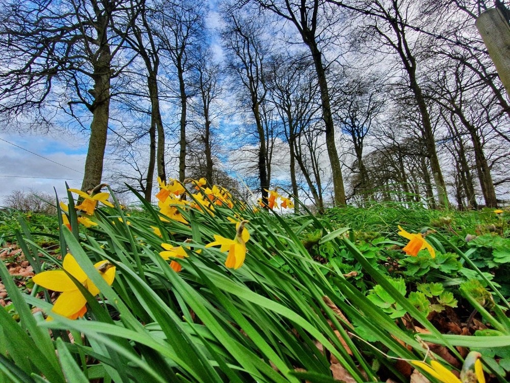 The daffodils are blooming in Kildare 