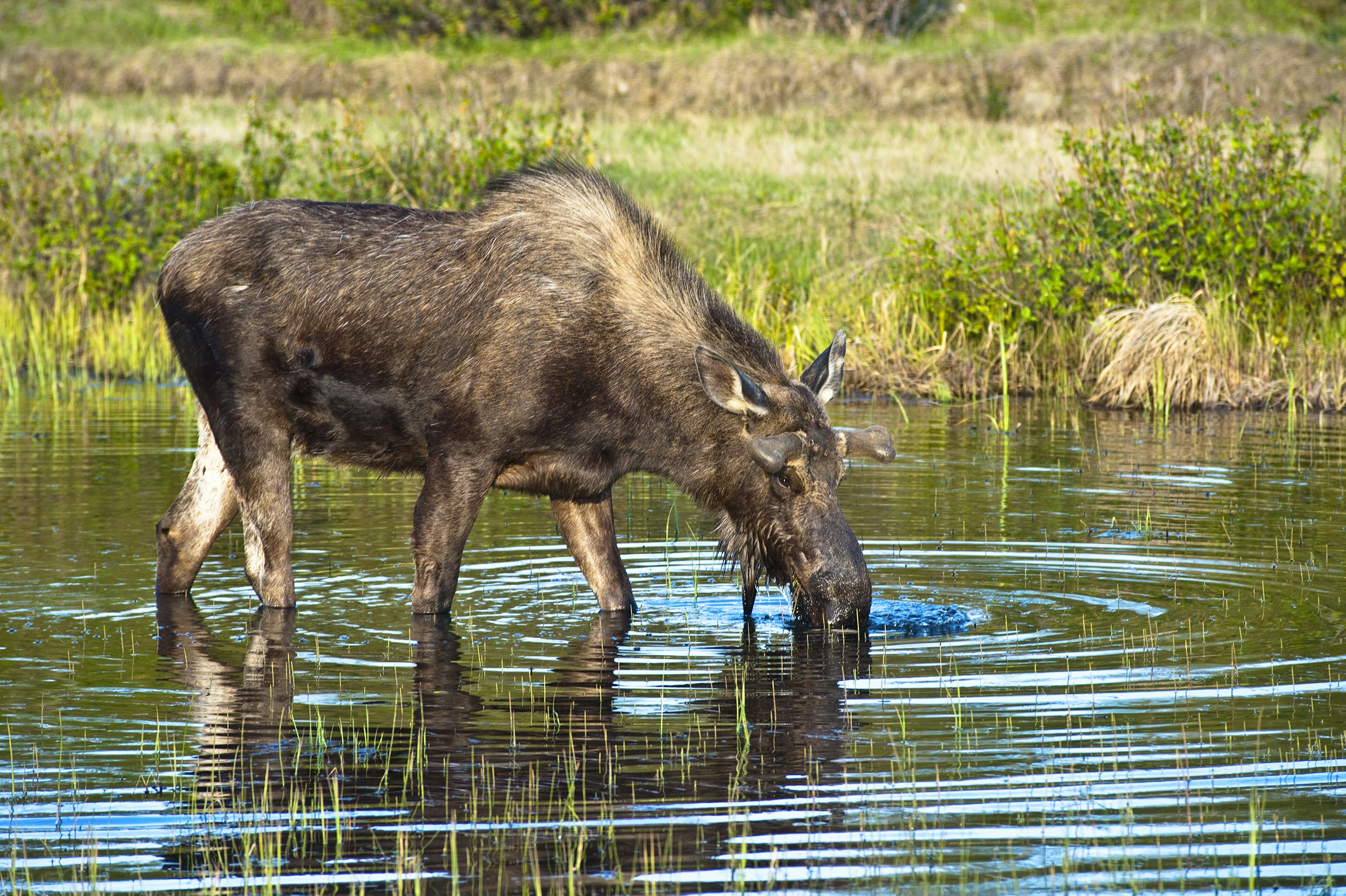 A young bull moose foraging for food in a pond near the Tony Knowles Coastal Trail in Anchorage's Kincaid Park