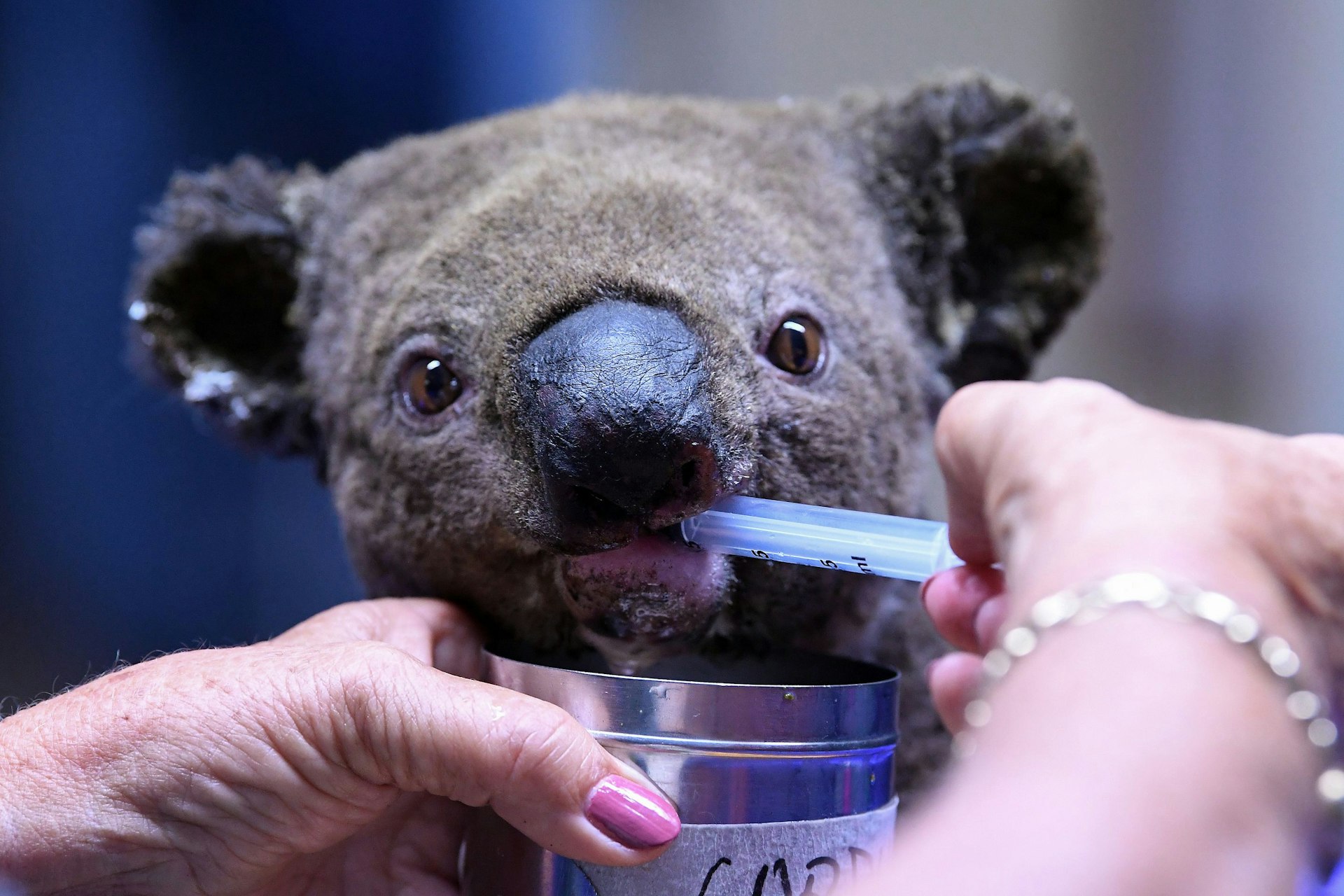 A koala receives treatment at Port Macquarie Koala Hospital