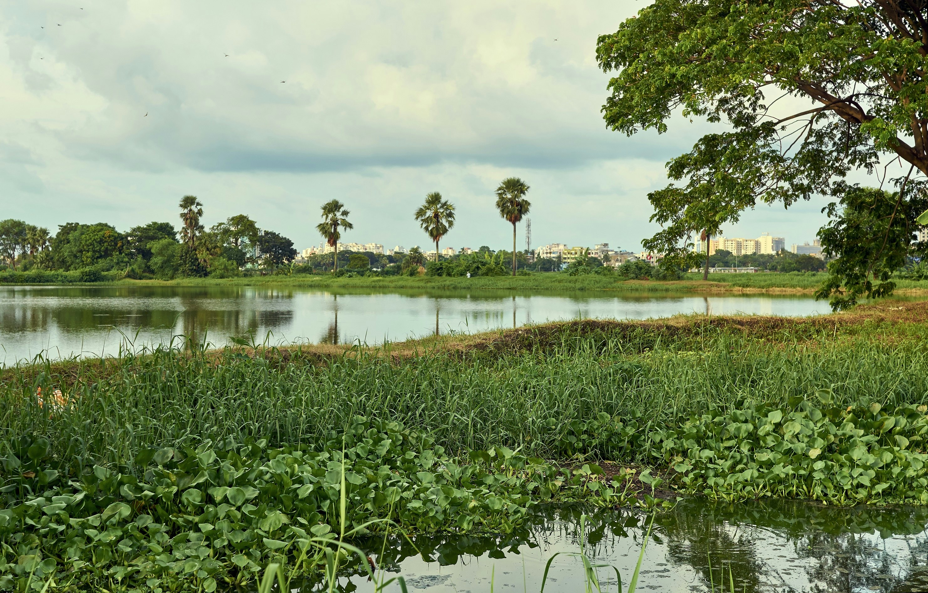 A view of Kolkata's expansive wetlands, which resemble a large pond with greenery growing in and around it. In the distance the skyline of the city of Kolkata is visible.