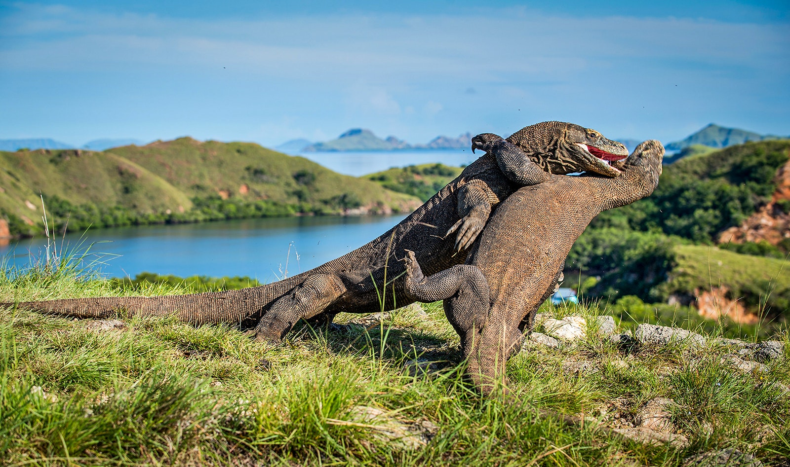 Two Komodo dragons fight on Rinca island, with mountains and coastline visible in the background. East Nusa Tenggara, Indonesia.