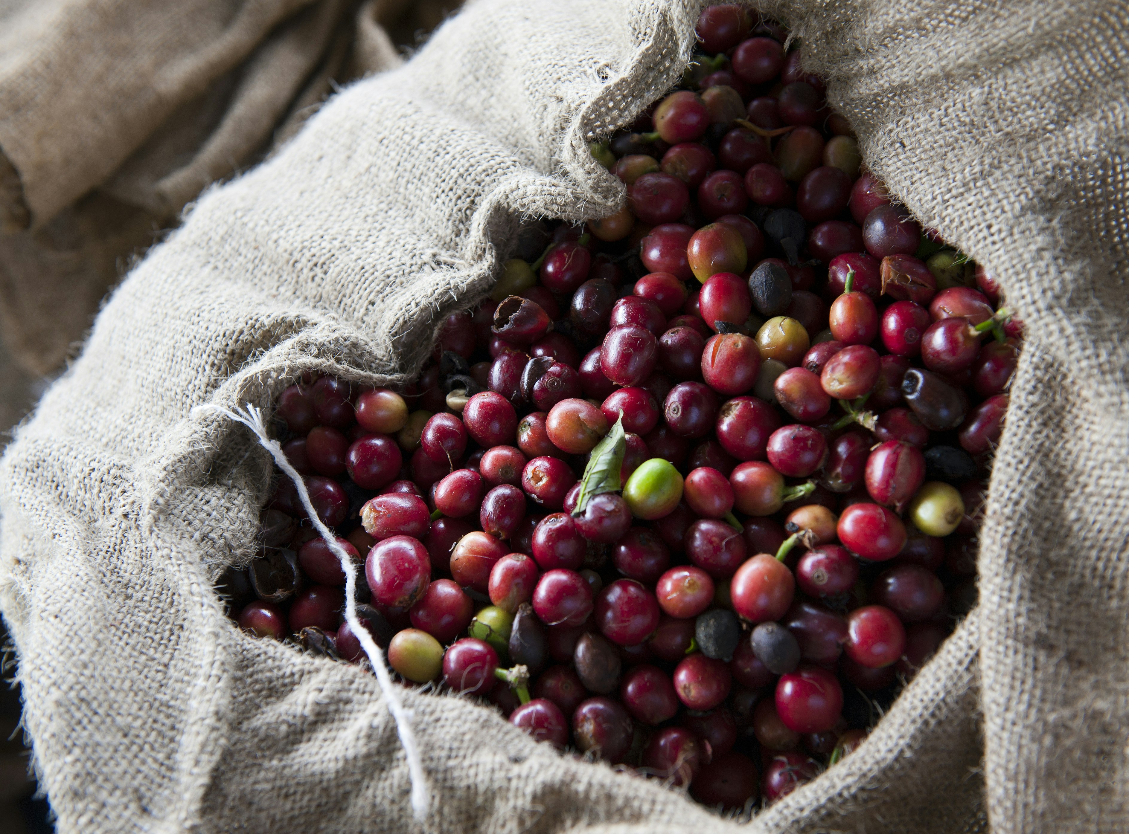 A burlap bag of Kona coffee beans in cherry form