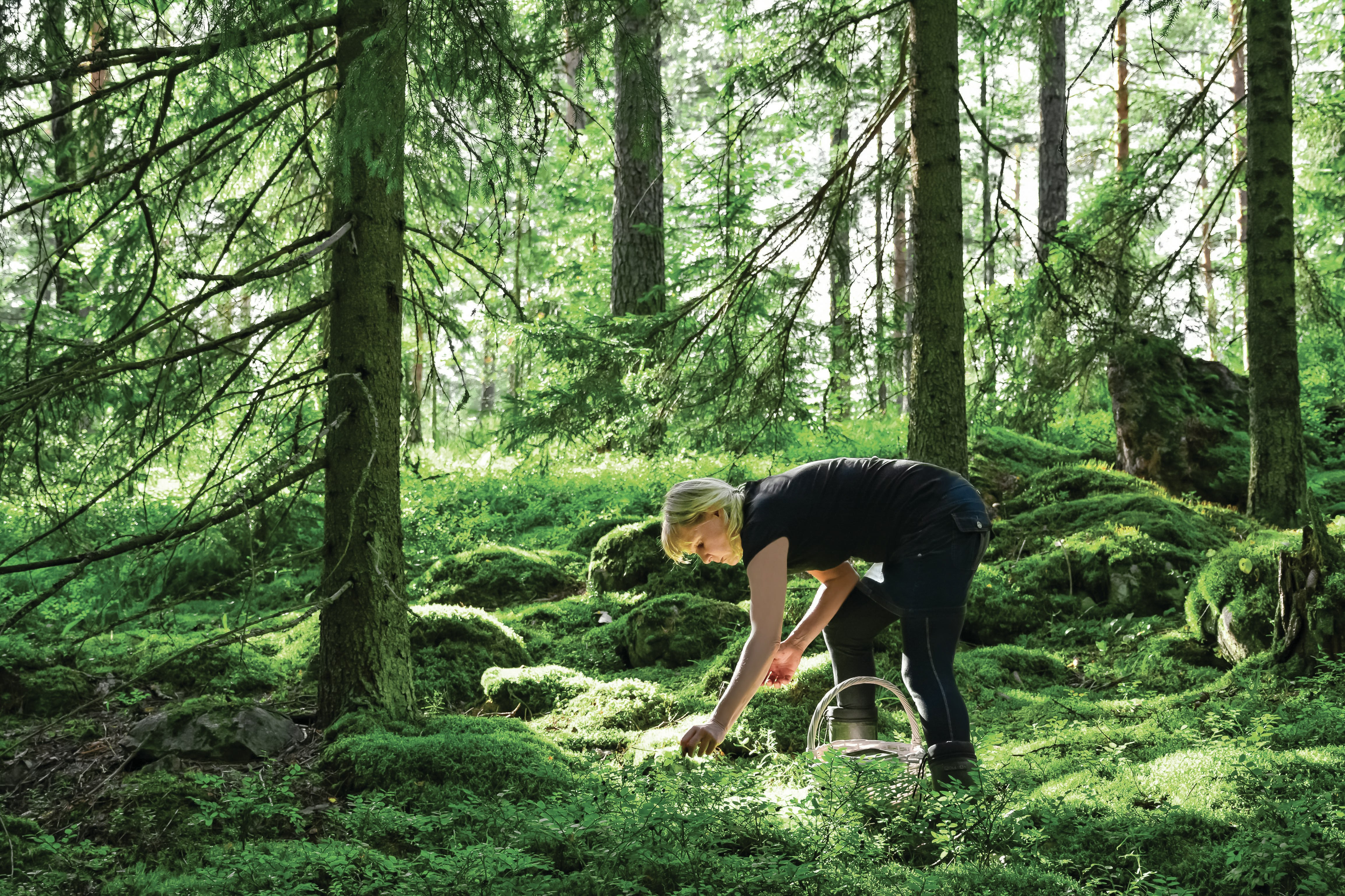 Photo of a woman bending down and reaching out to the forest floor in Kuopio, Finland. There is a wicker basket by her feet to collect what she forages. The evergreen forest is dense with greenery but sunlight manages to dapple the mossy ground.