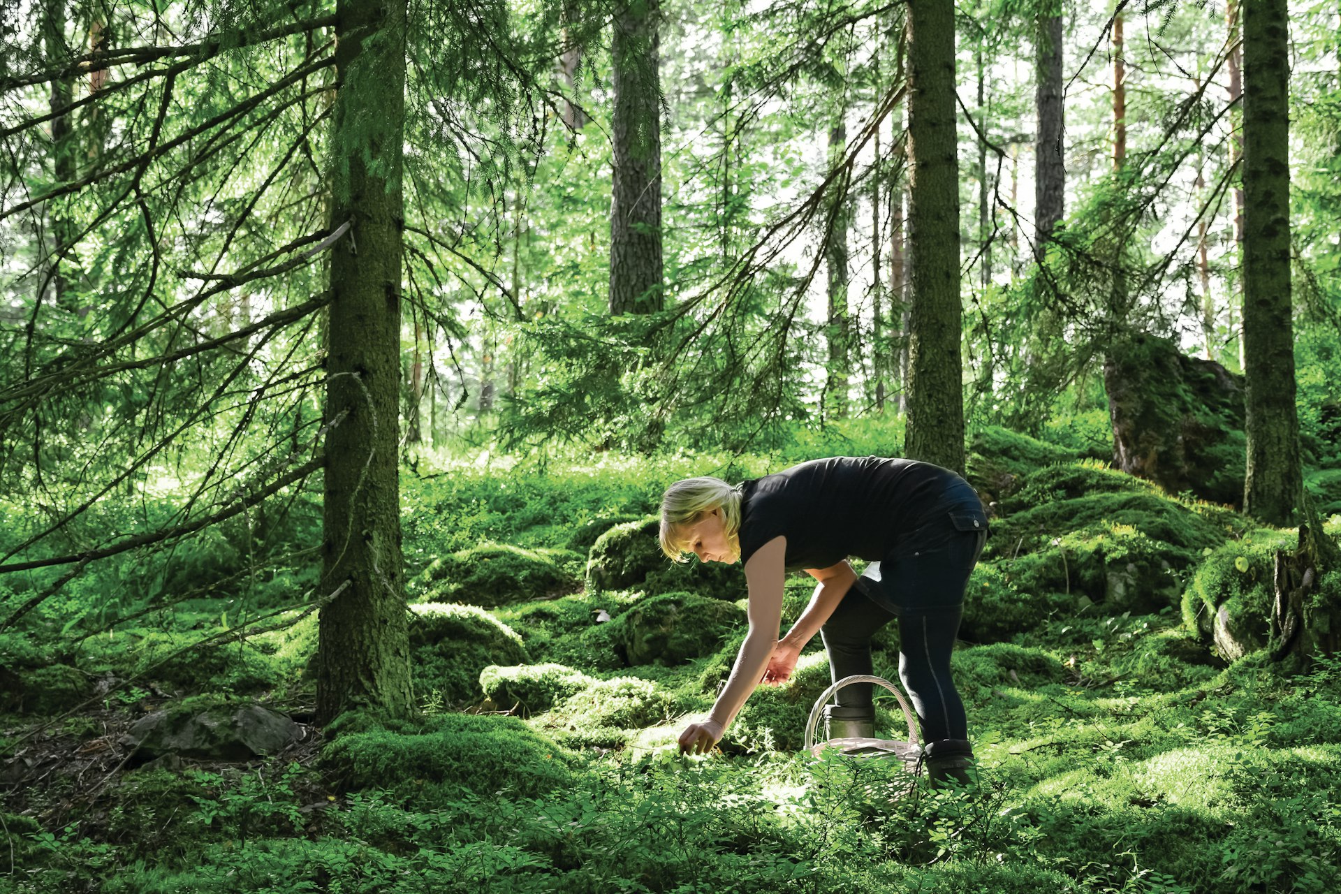 Photo of a woman bending down and reaching out to the forest floor in Kuopio, Finland. There is a wicker basket by her feet to collect what she forages. The evergreen forest is dense with greenery but sunlight manages to dapple the mossy ground.