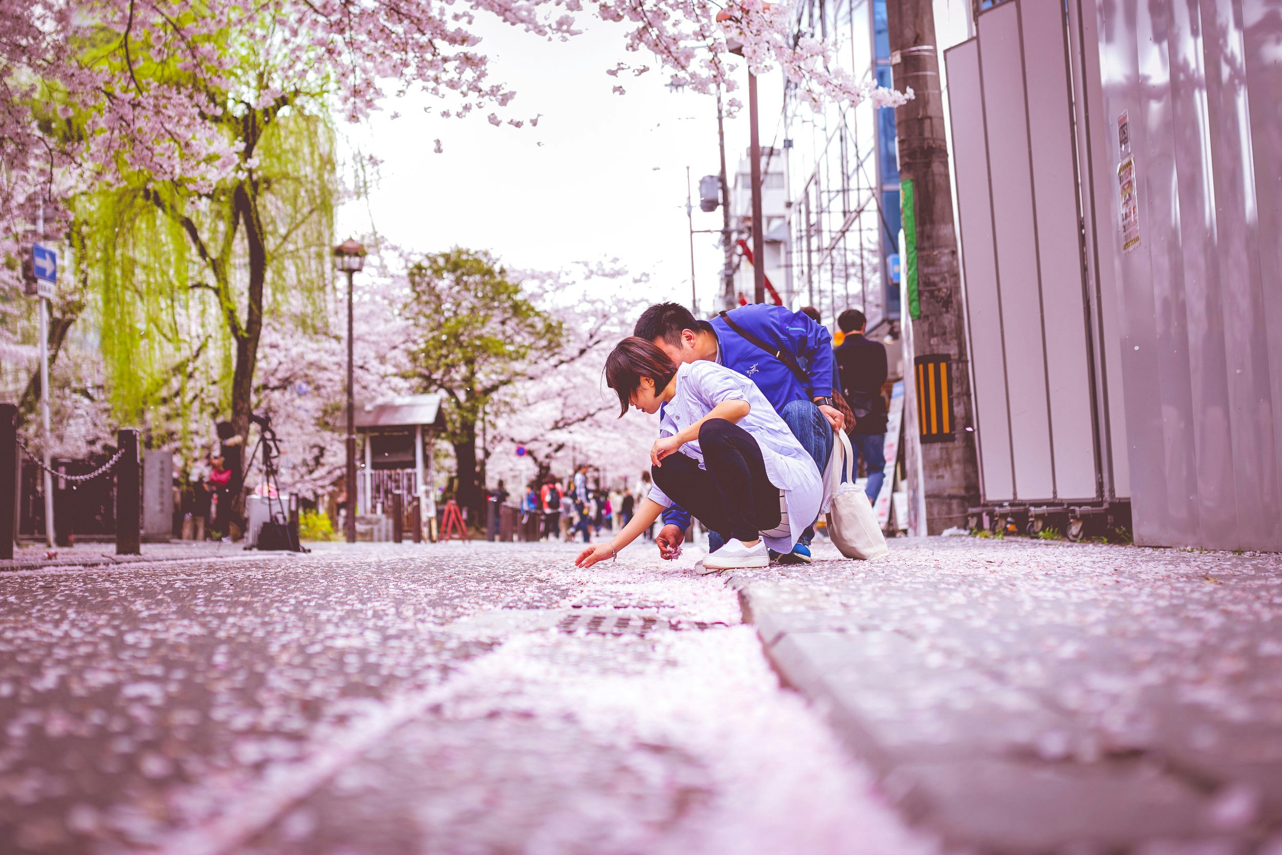 A couple crouching down in a street covered with cherry blossoms to look at the petals in Kyoto