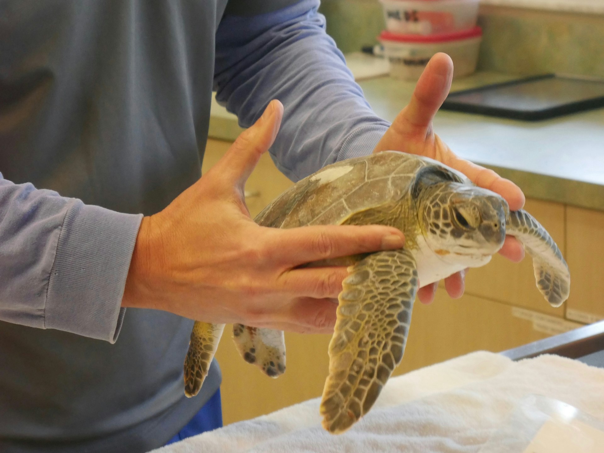 A sea turtle patient named Geo Jr. receives treatment at the Loggerhead Marinelife Center in Florida
