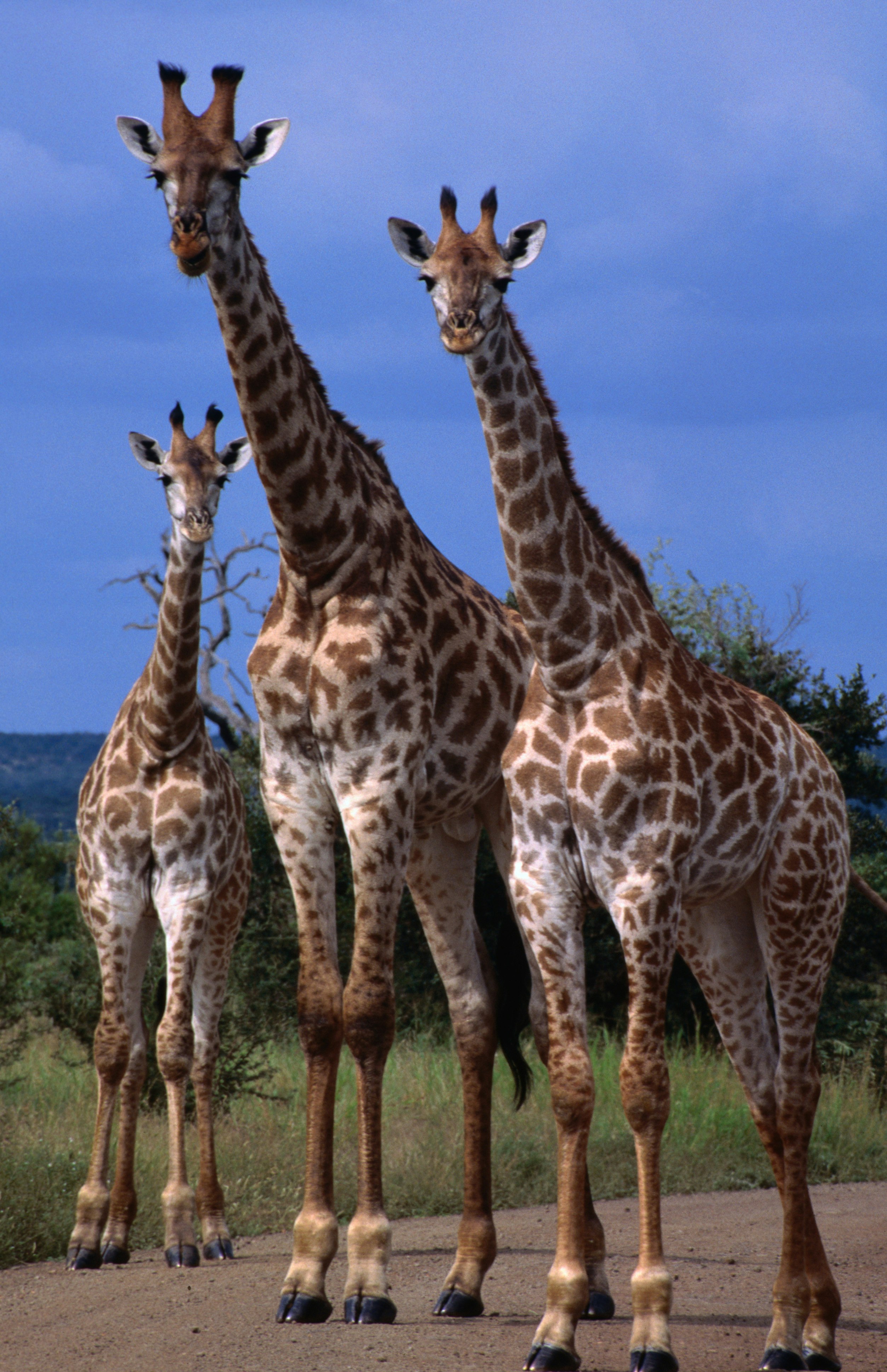 Giraffe family, Kruger National Park