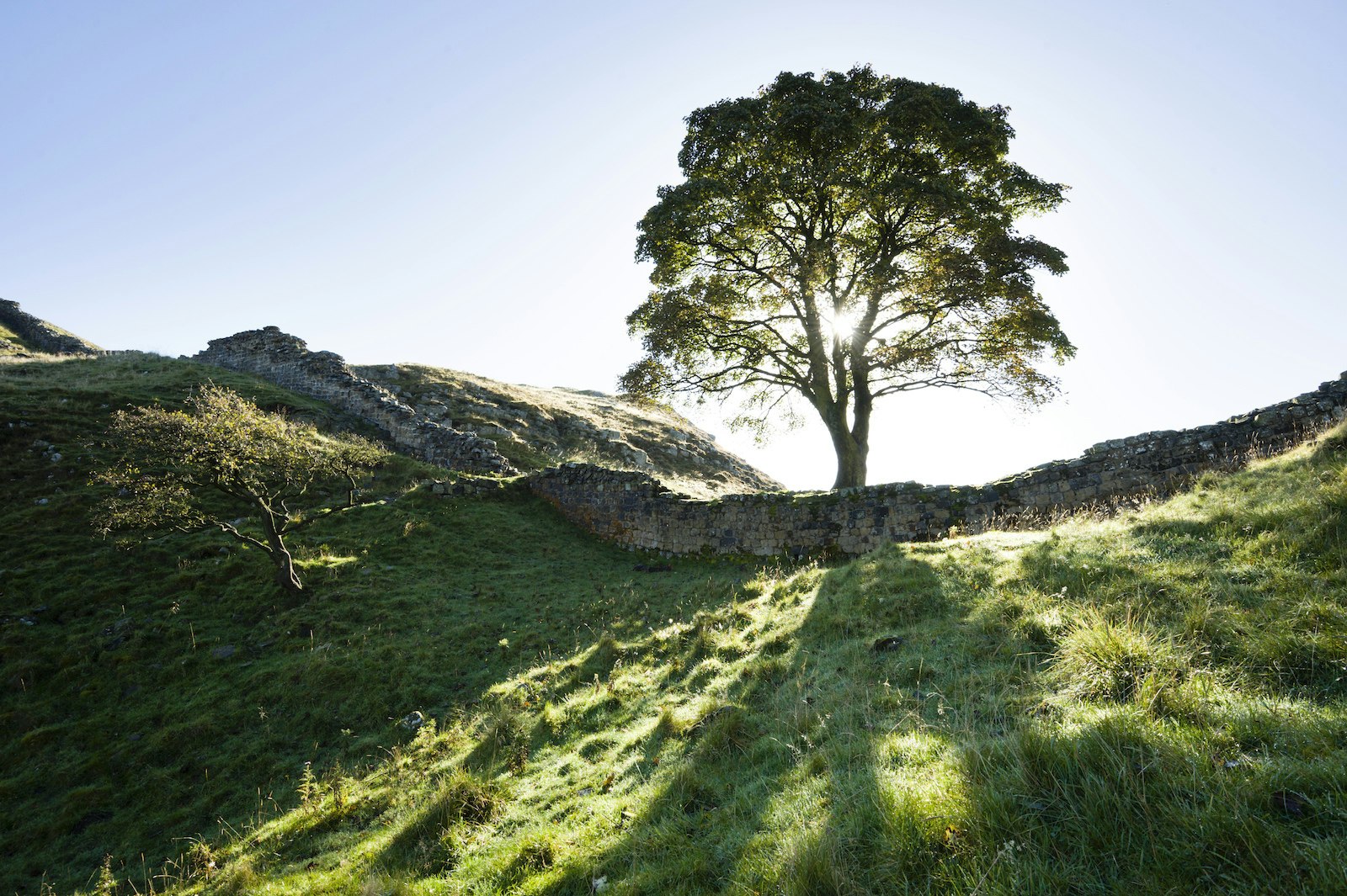 Hadrian's Wall at Sycamore Gap, the sunlight shining through a tree and breaking up shadows on the hills and  grass