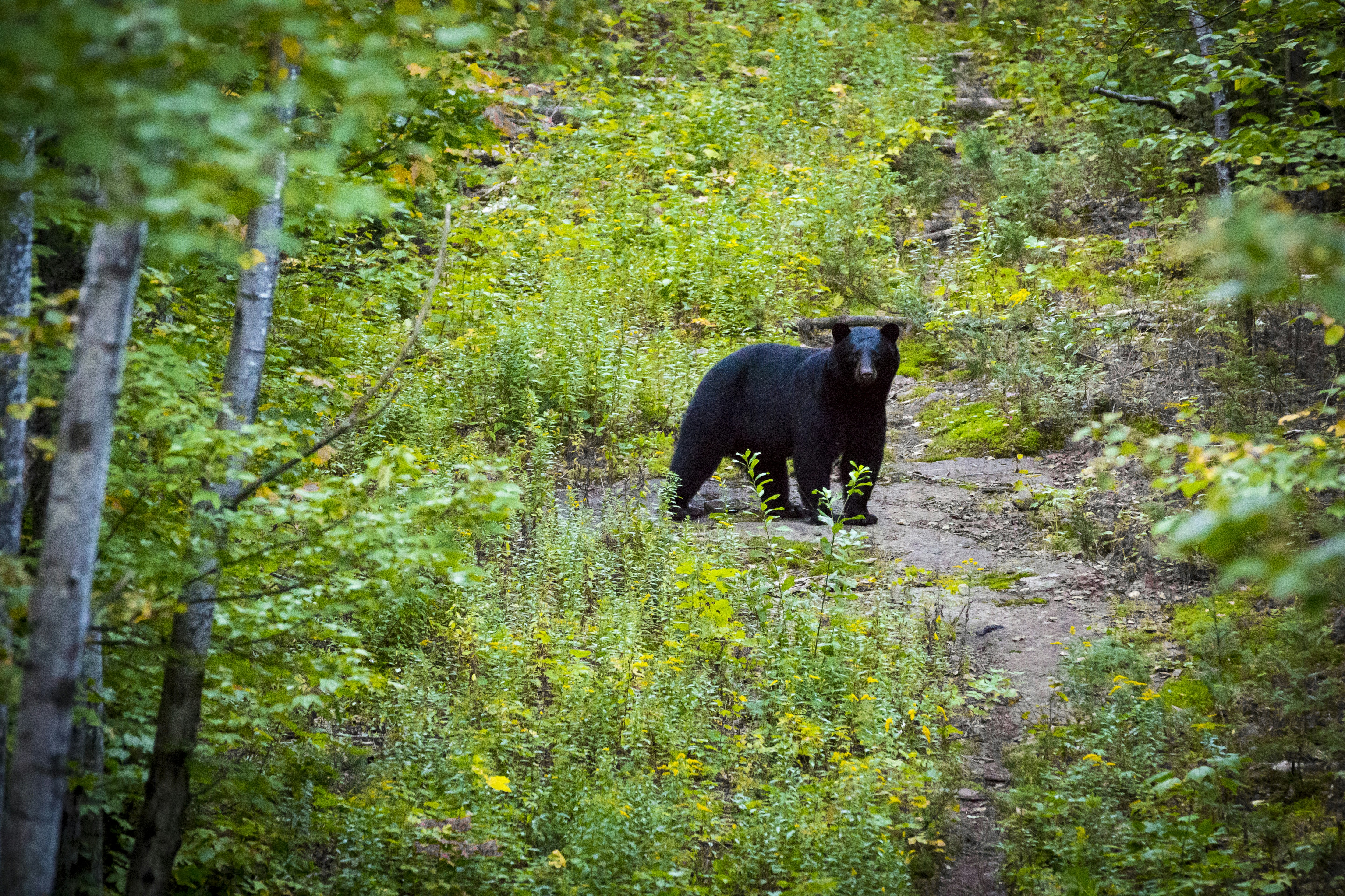 A black bear stands in a clearing of green forest in Quebec