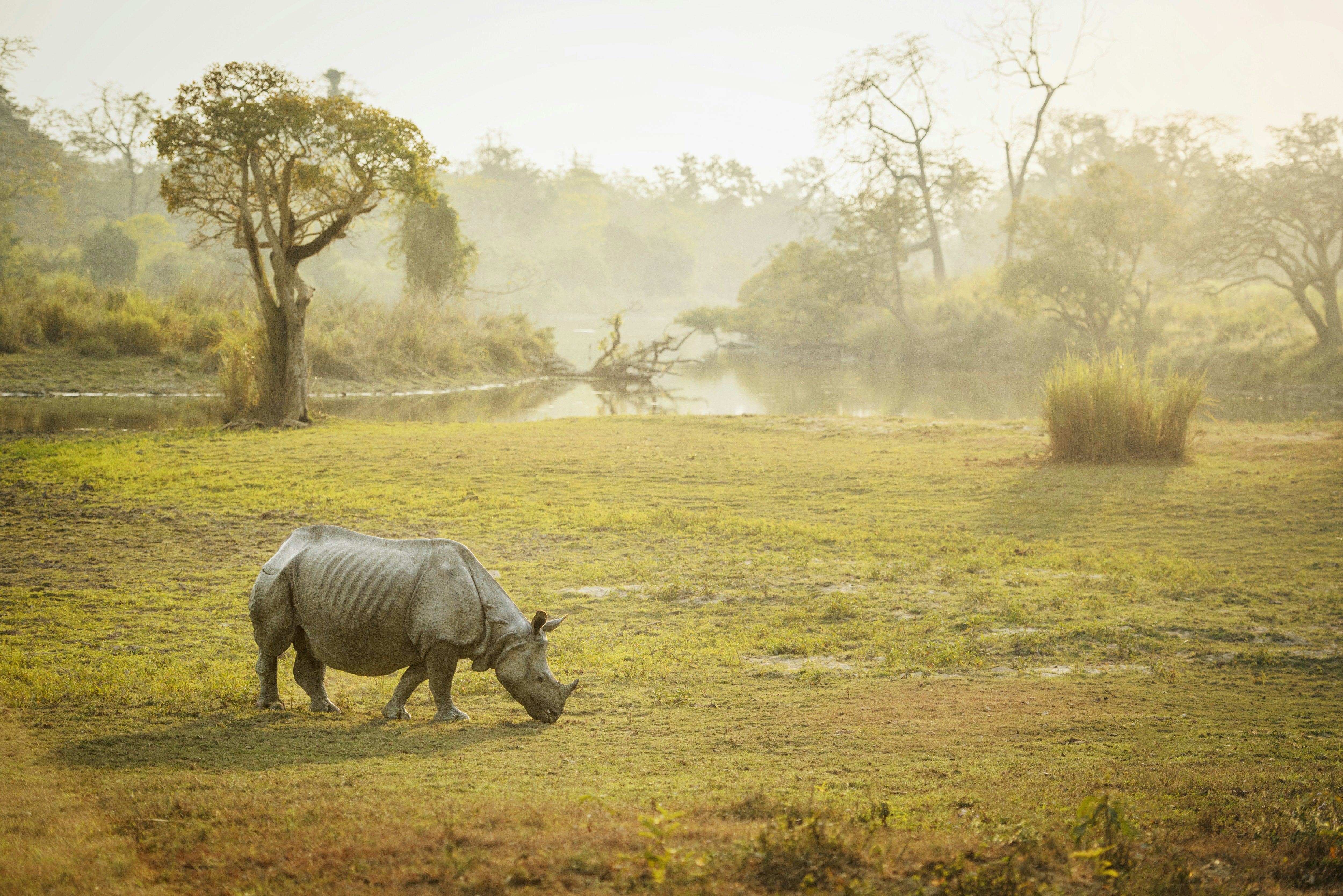 A rhino grazes on grassland in Kaziranga National Park. In the background a lake and forest is visible. 