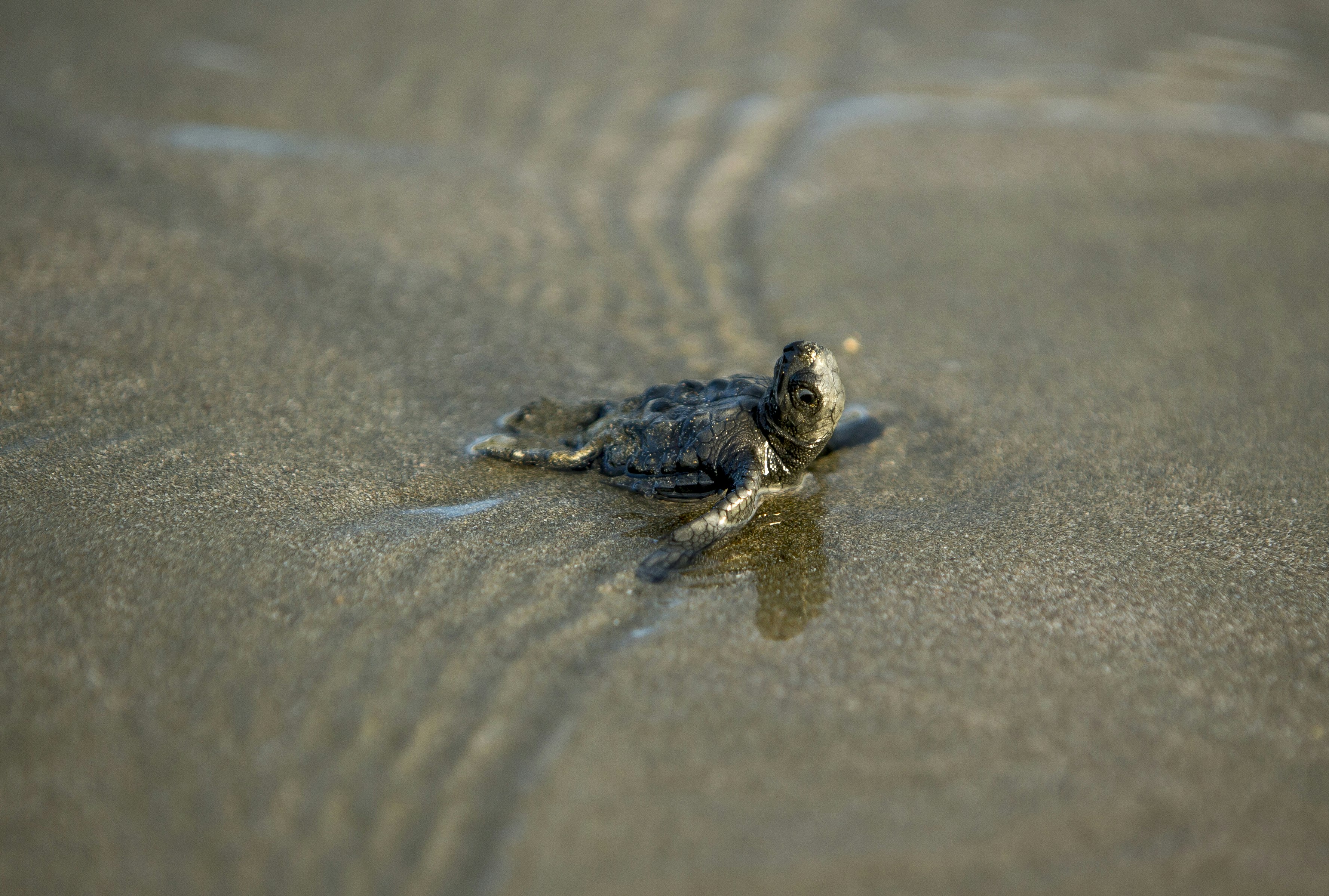A turtle hatchling makes it way to the sea; best beaches Nicaragua 