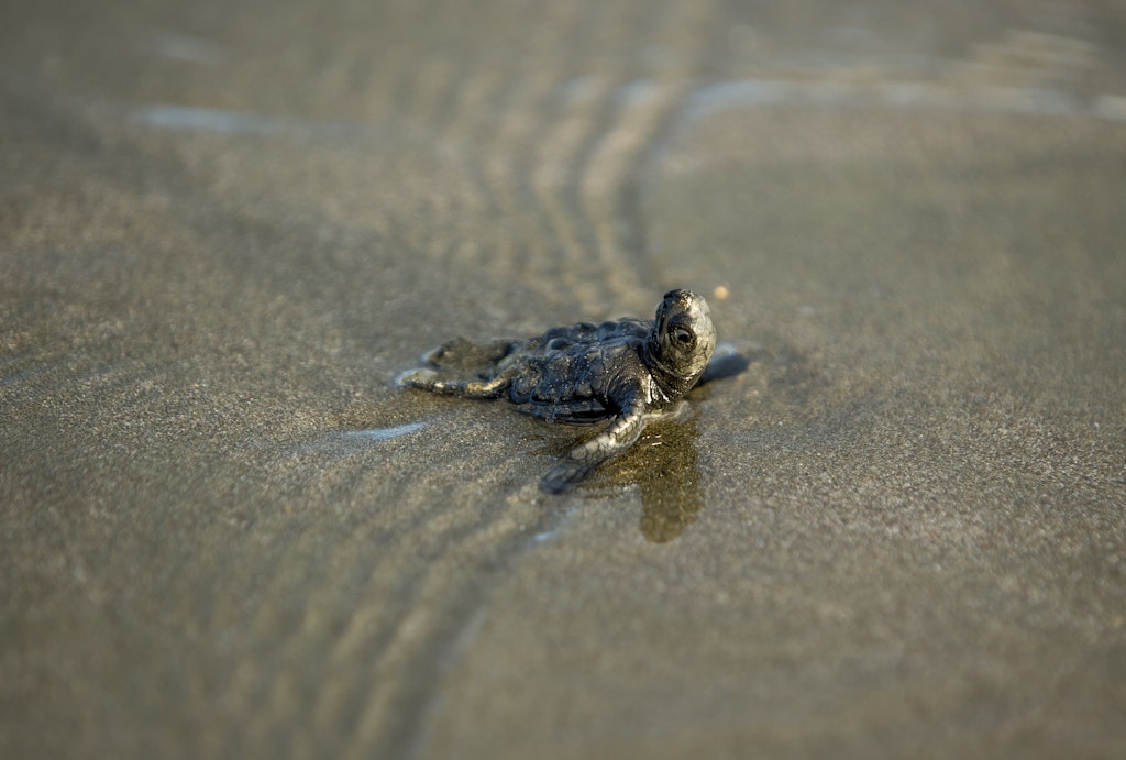 Nicaragua's most remarkable beaches - Lonely Planet