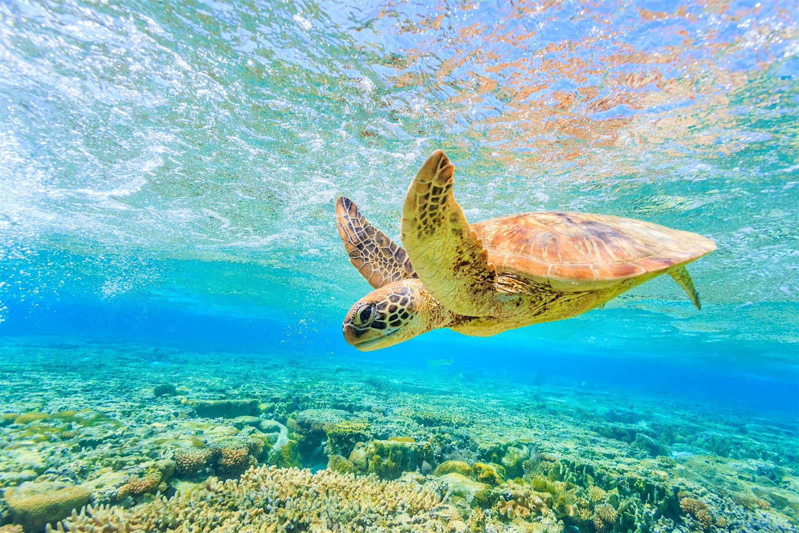 Lady Elliot Island, snorkelling A turtle diving back to the reef in a shallow lagoon on Lady Elliot Island.