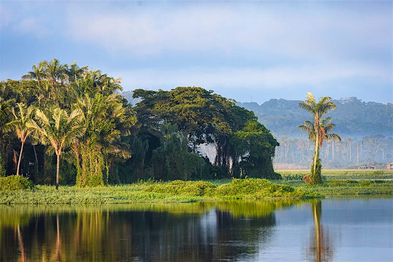 A view of tropical trees alongside the still river.