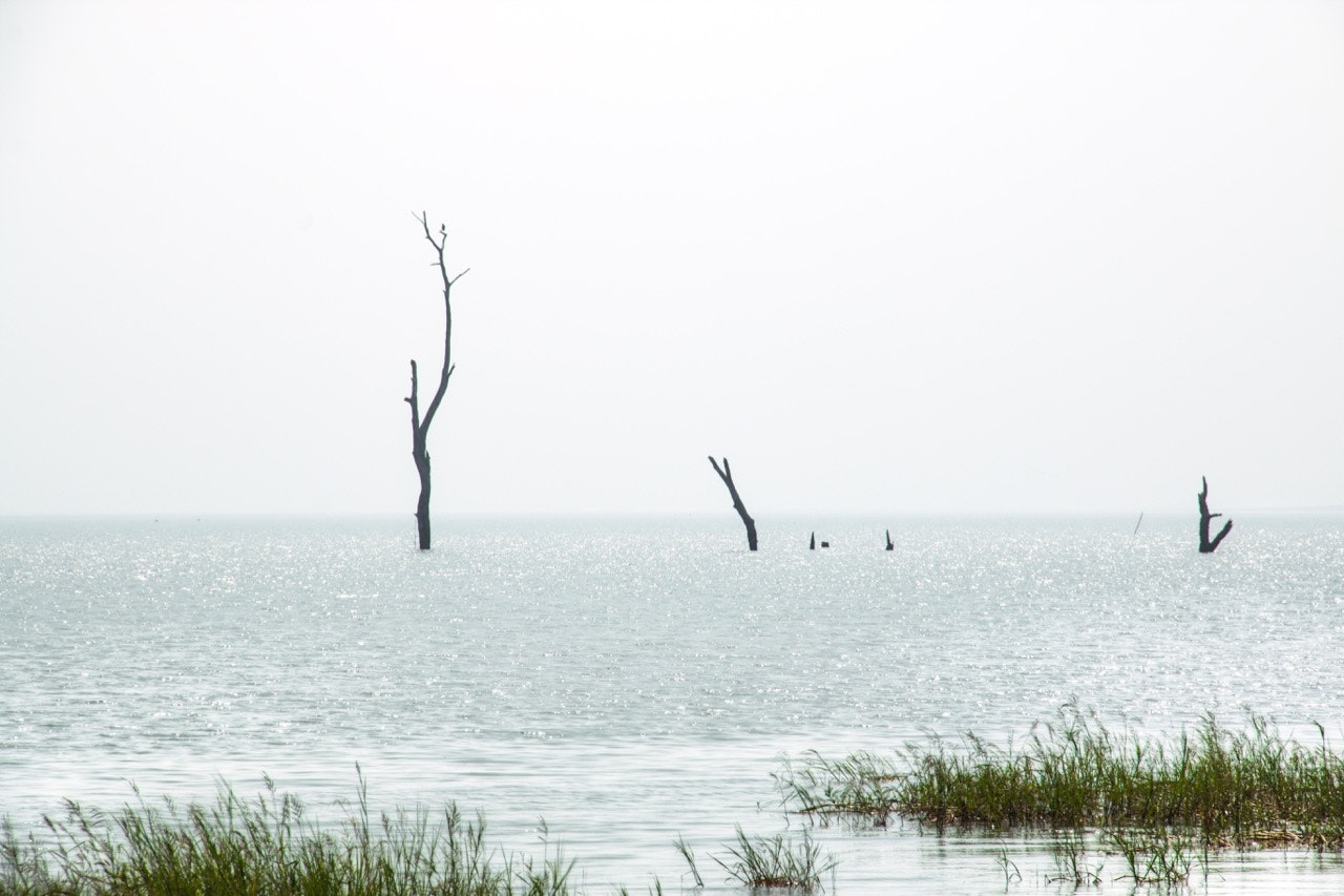 The surface of Ghana's Lake Volta, with submerged trees poking out and greenery in the foreground