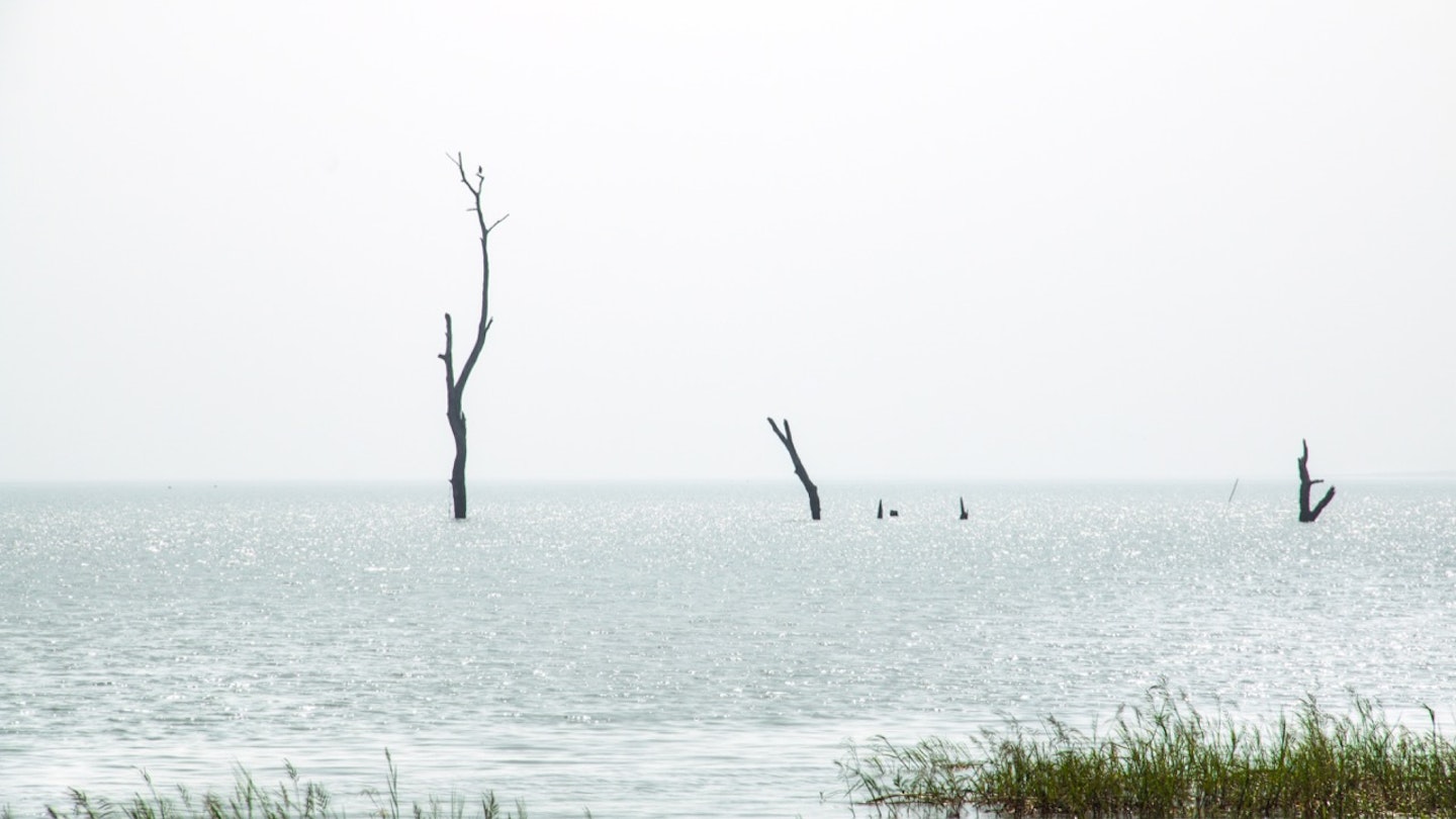 The surface of Ghana's Lake Volta, with submerged trees poking out and greenery in the foreground