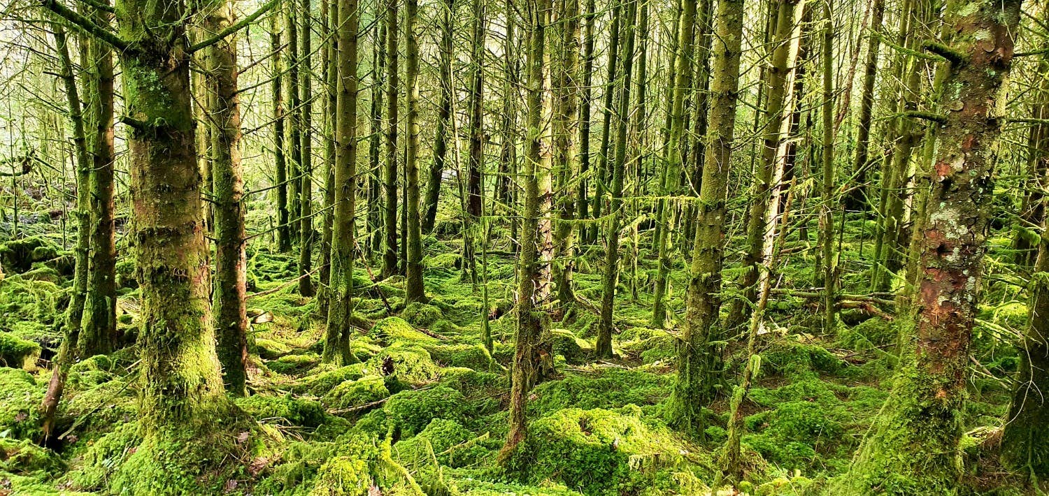 Lakeland Sligo 2.jpg