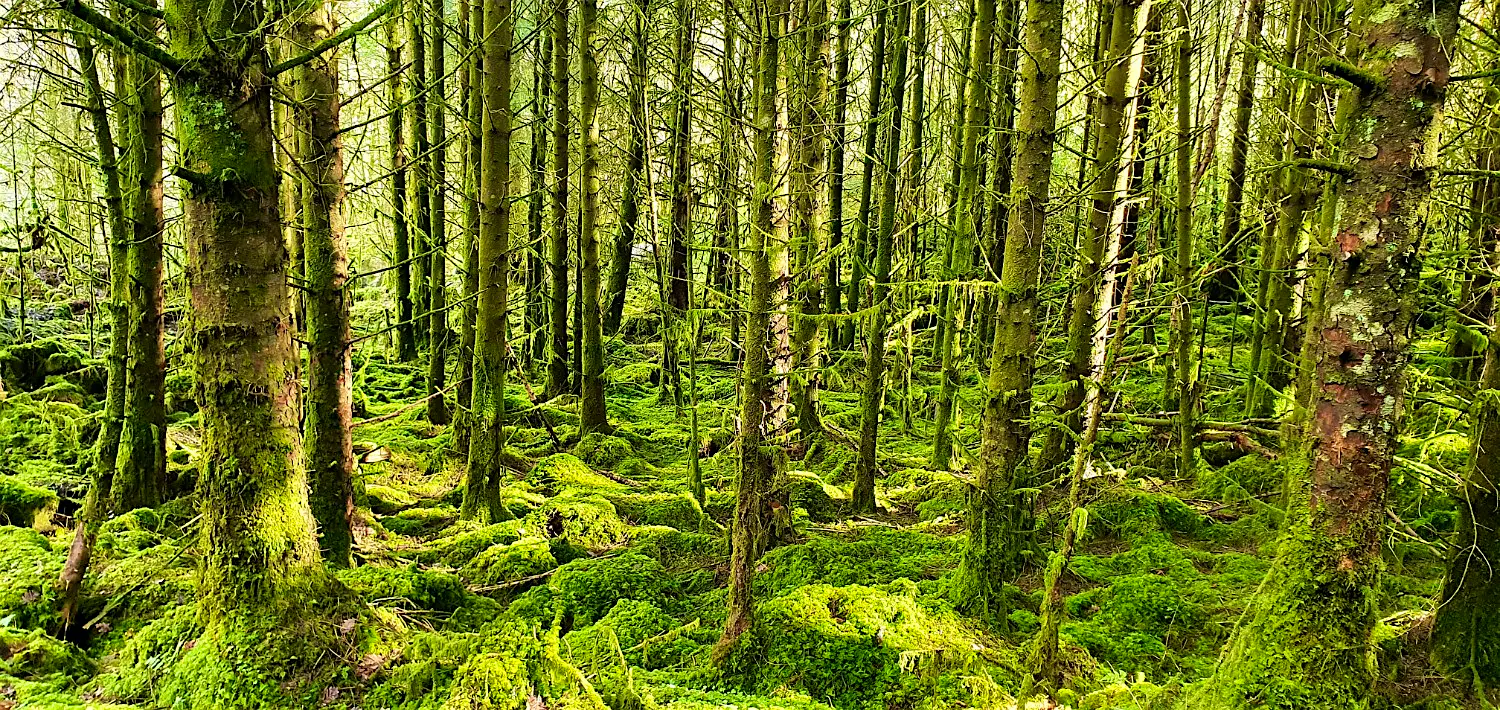 Lakeland Sligo 2.jpg Lakeland Sligo 2.jpg