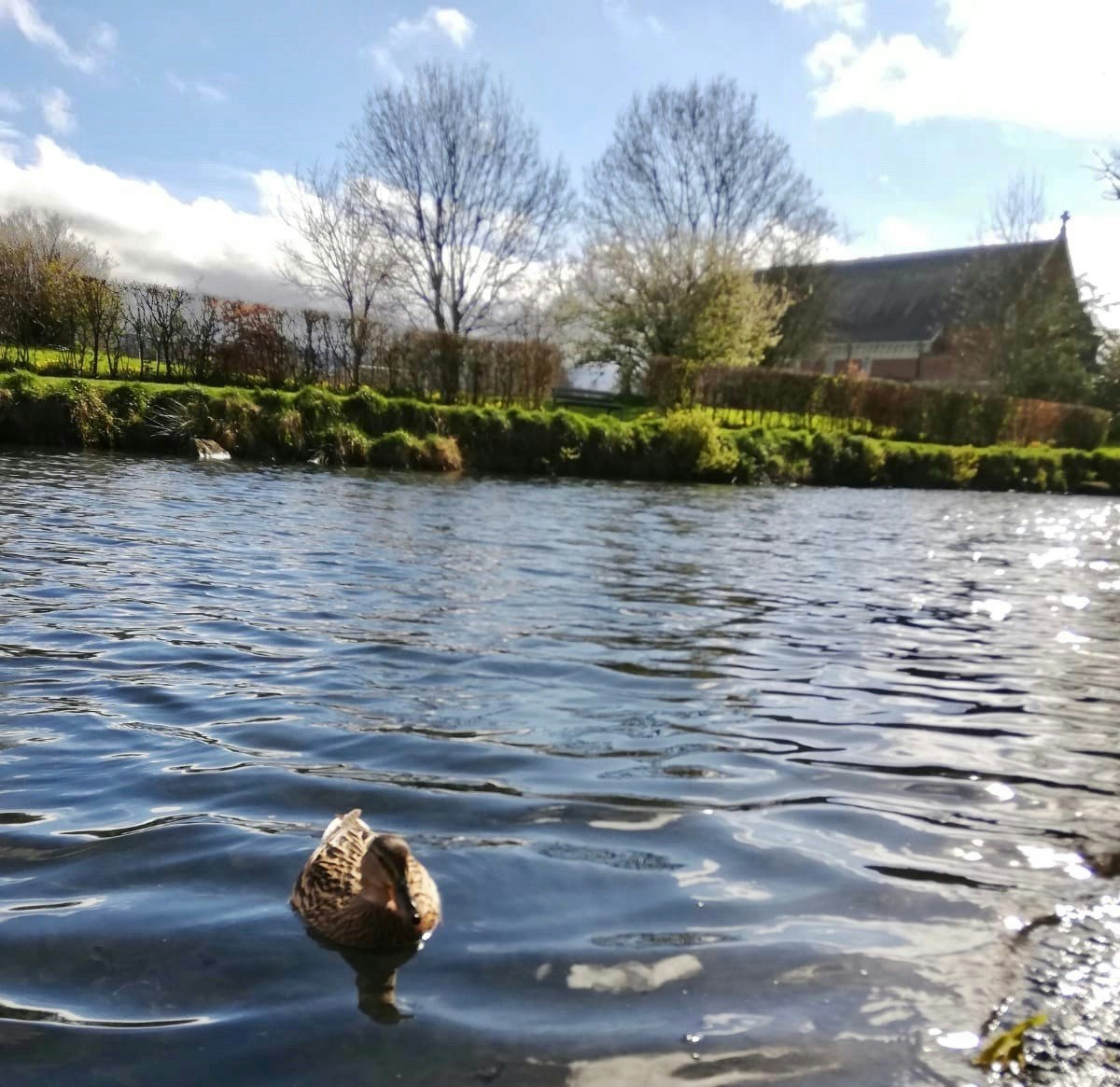 Lakelands in Terenure with a duck in the water
