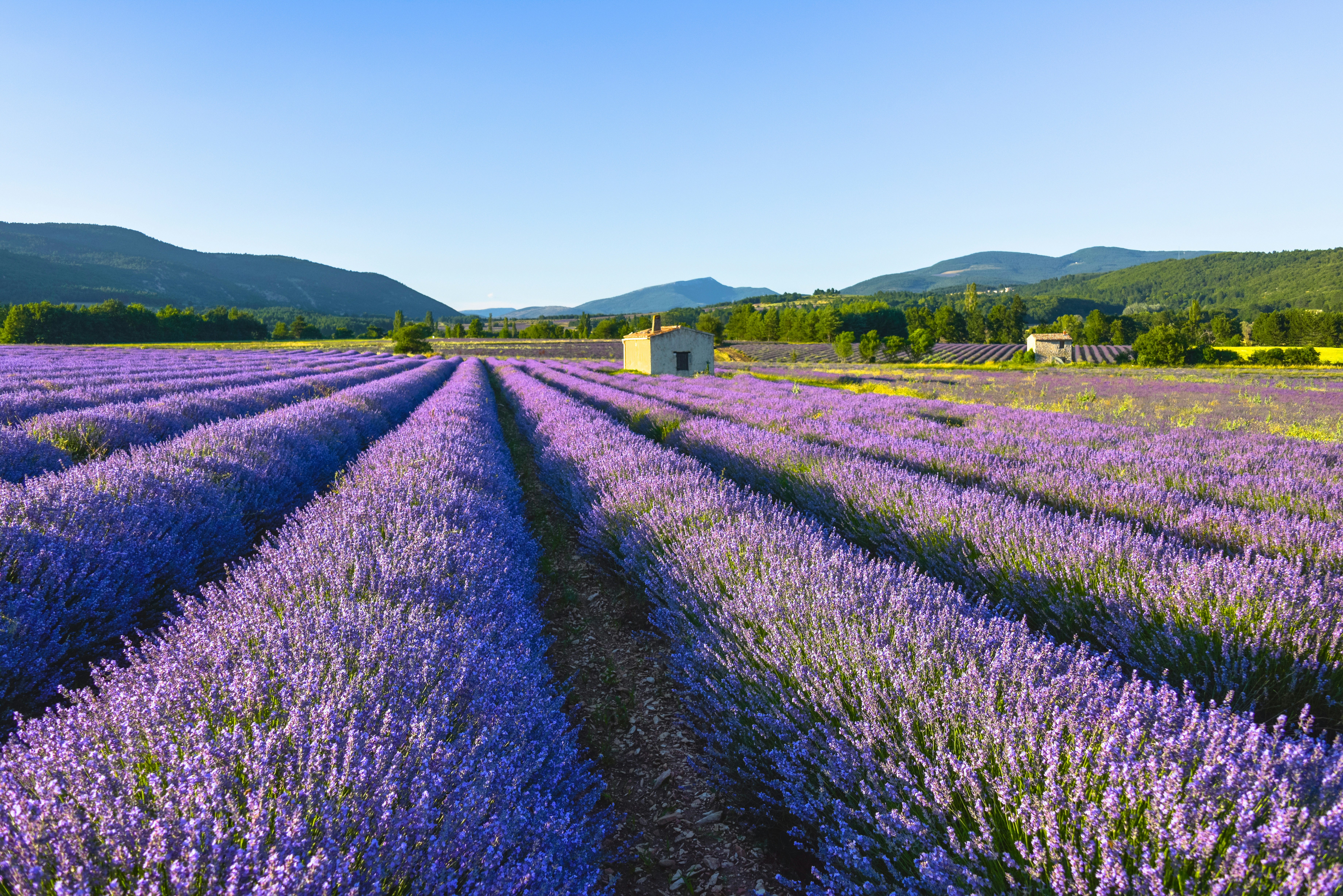 A field is filled with lavender flowers on a sunny day