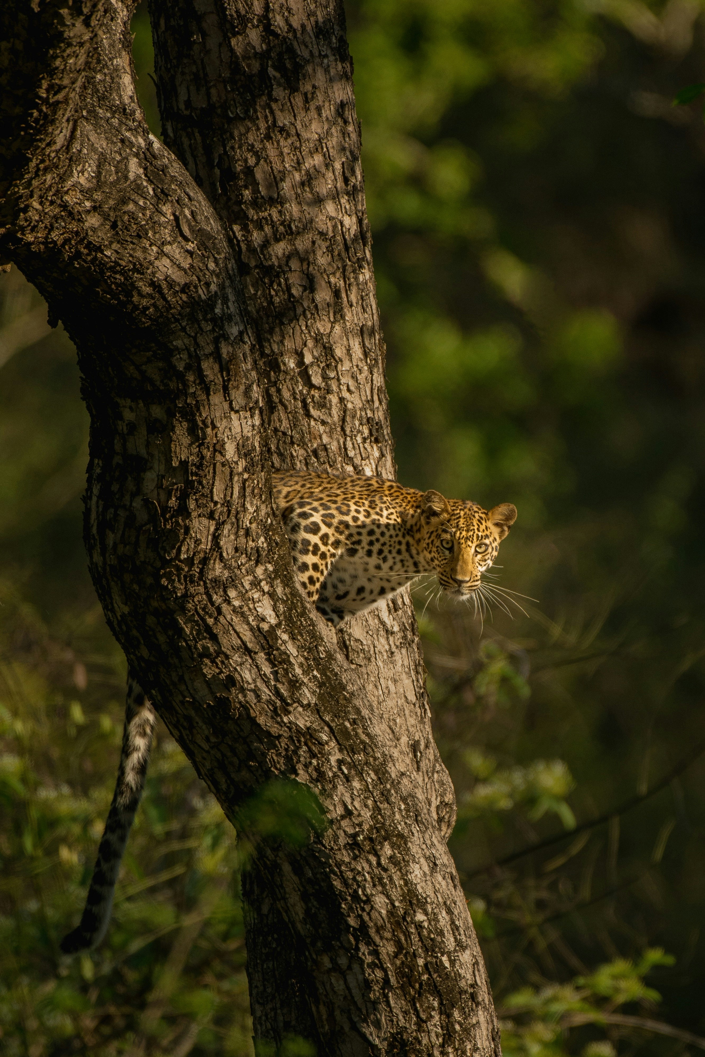 Leopard on a tree