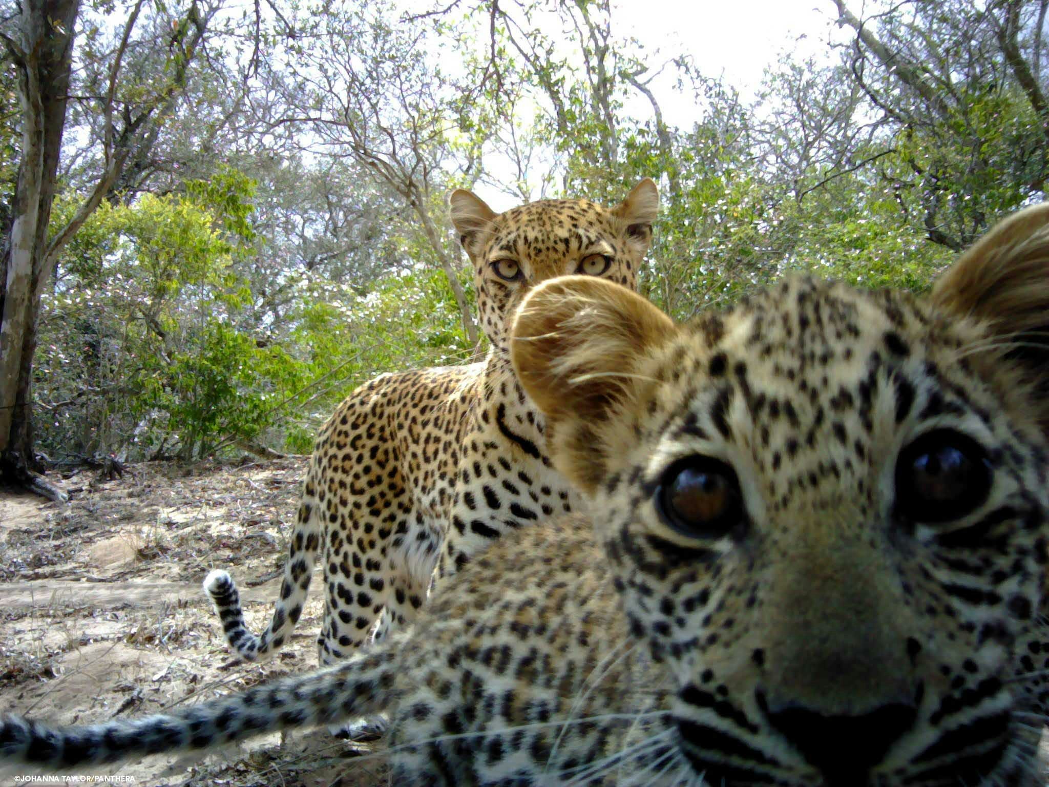 A leopard cub and mother come in for a selfie in southern Africa. 