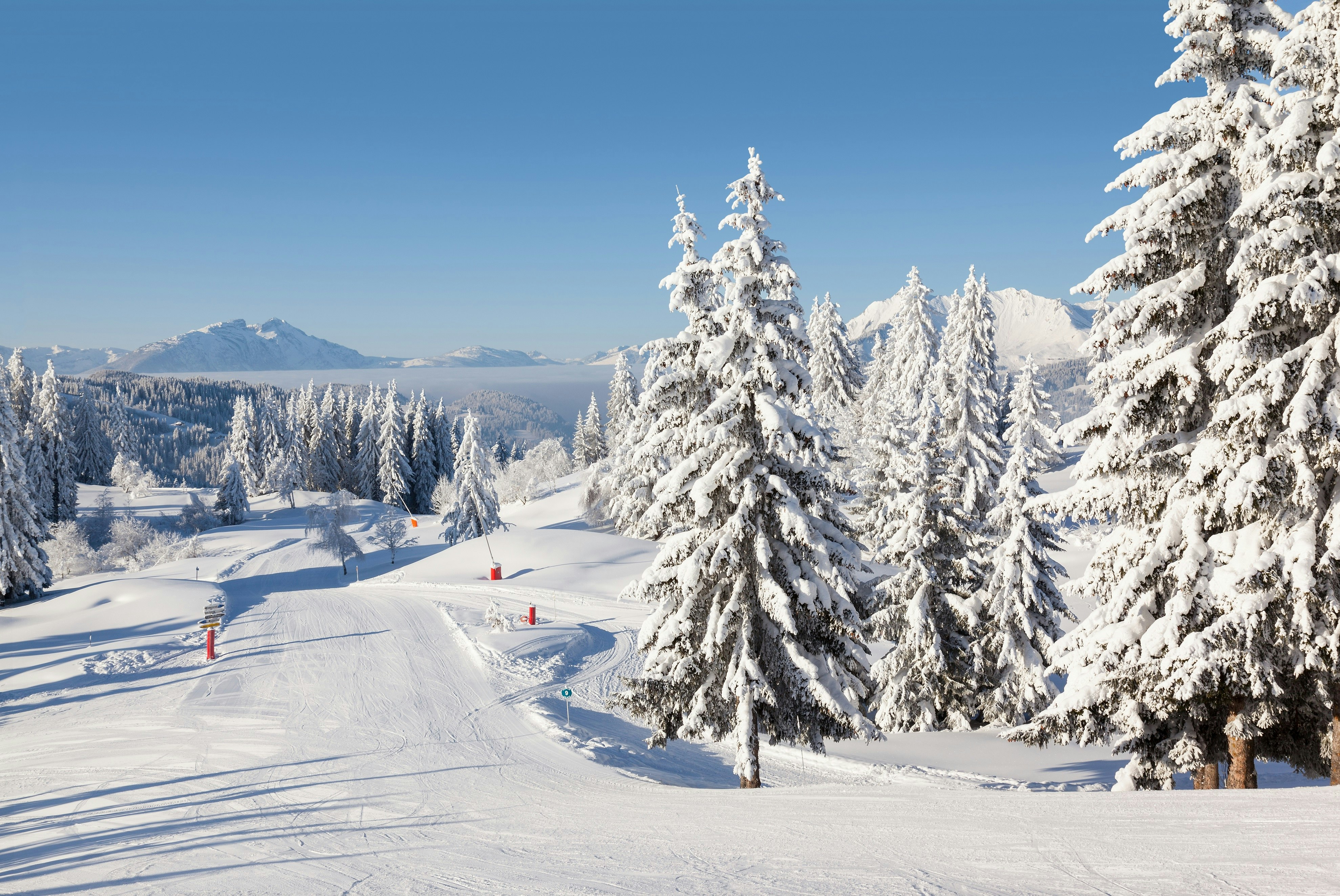 A sunny morning view of one of Les Gets' empty pistes, which is flanked by snowy trees on either side.