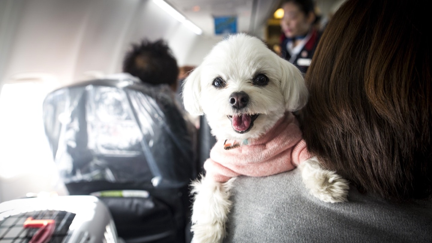 A dog on the shoulder of its owner on a plane