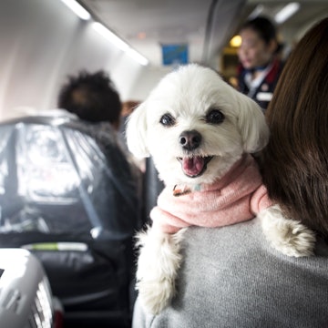 A dog on the shoulder of its owner on a plane