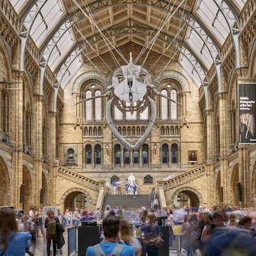 Hintze Hall at London's Natural History Museum, huge atrium with a blue whale skeleton hanging overhead