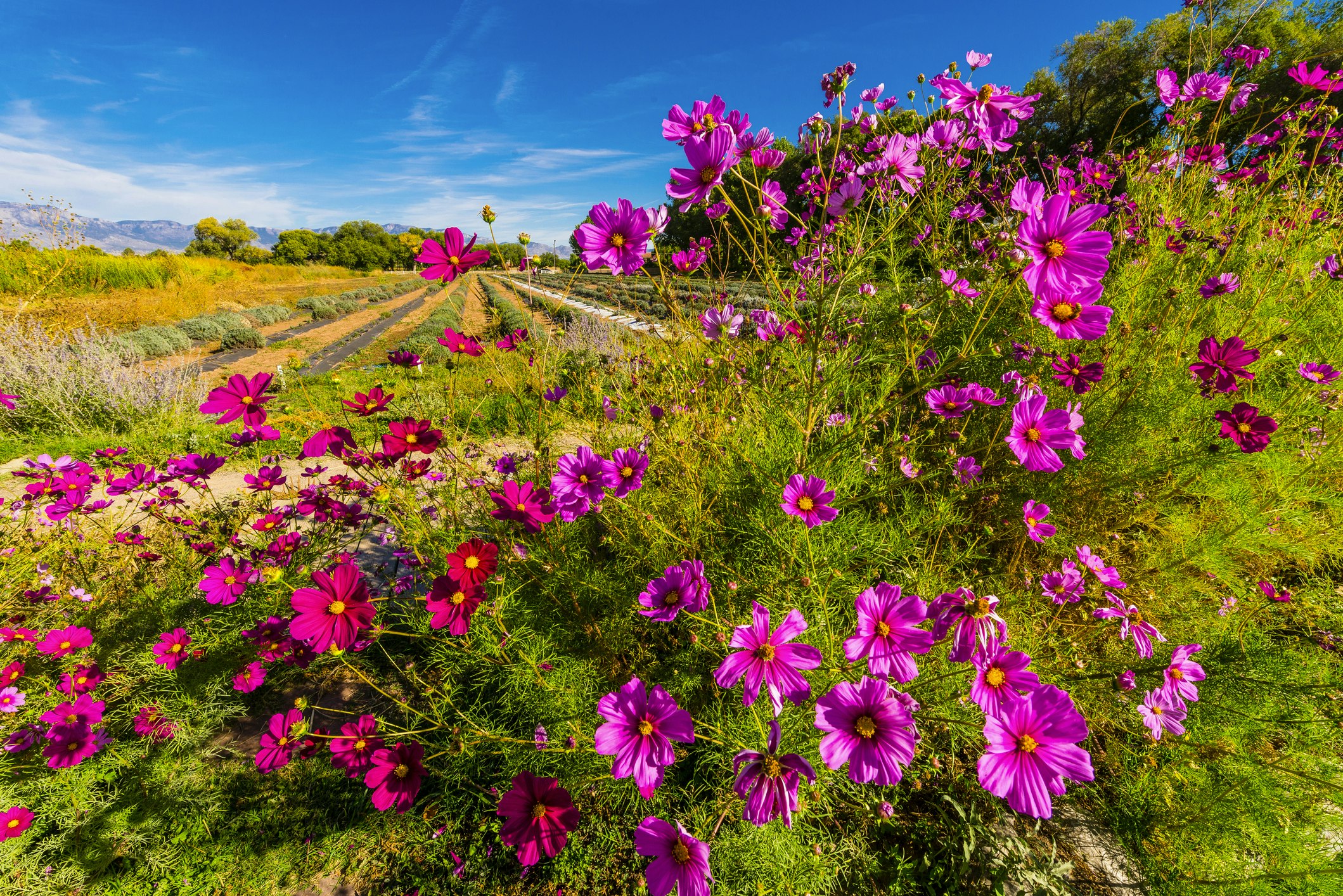 Bright pink flowers spray at the viewer with a lavender field in the background against a bright blue sky at Los Poblanos Historic Inn and Organic Farm, a popular agritourism destination in Albuquerque