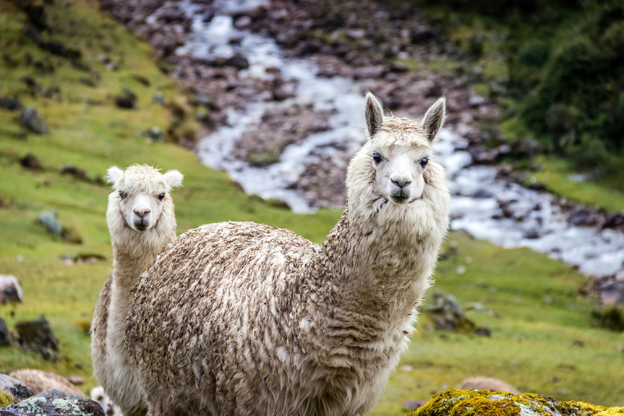 Alpacas along the Inca Trail in the Andes Mountains of Peru 
