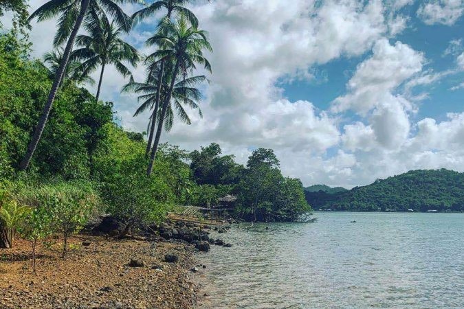 An island with palm trees, a rocky beach and lots of green bushes.