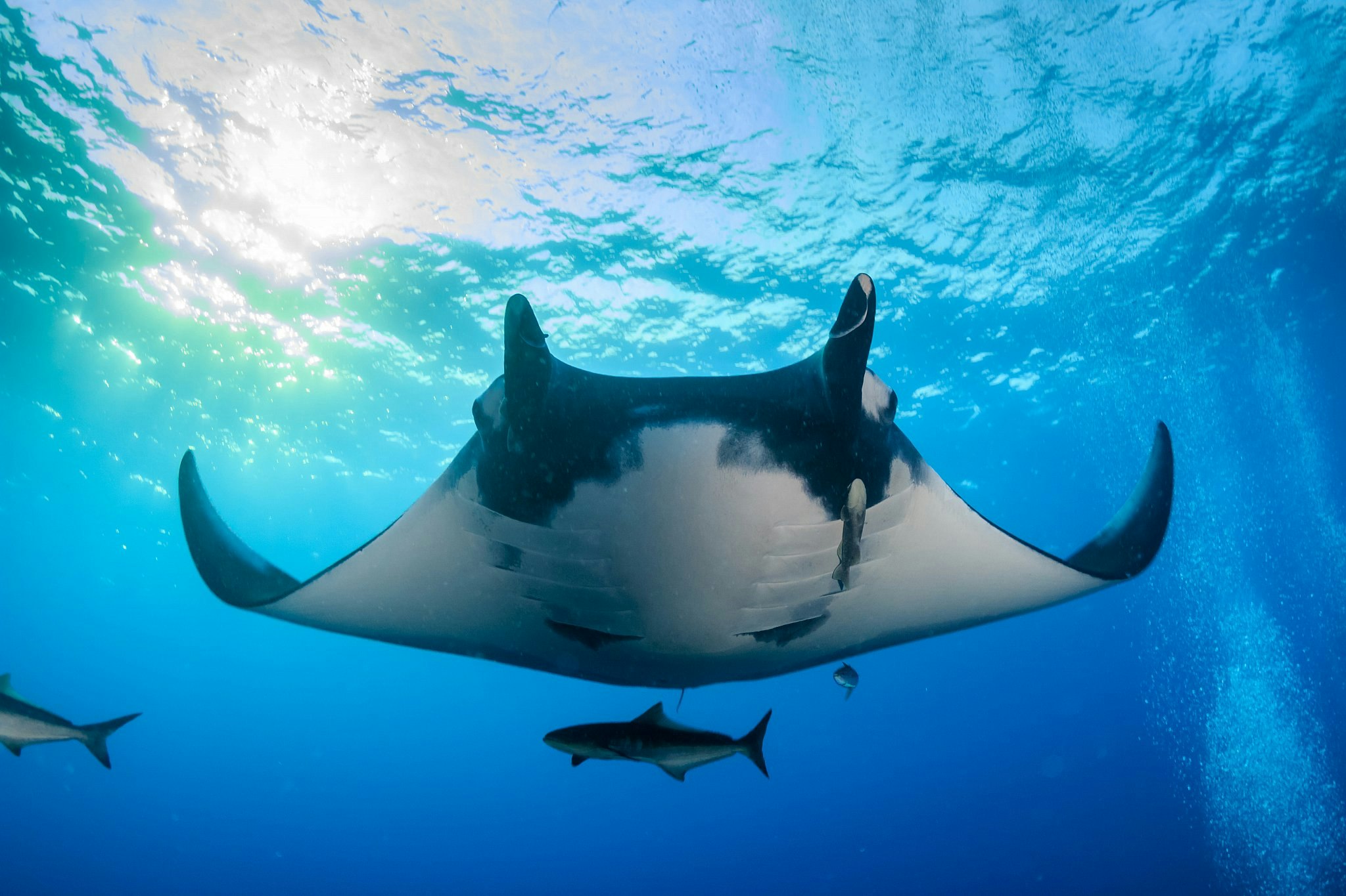 A manta ray swimming amid cobia and other fish in blue water.