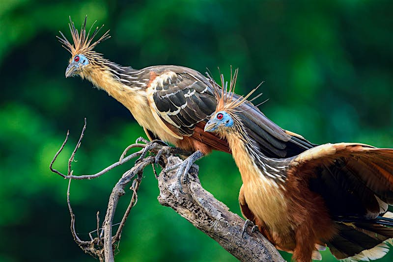 Mamirauá_BrazilianAmazon-f4ebd39f3cbd.jpg Two hoatzin birds on a branch in the Amazon
