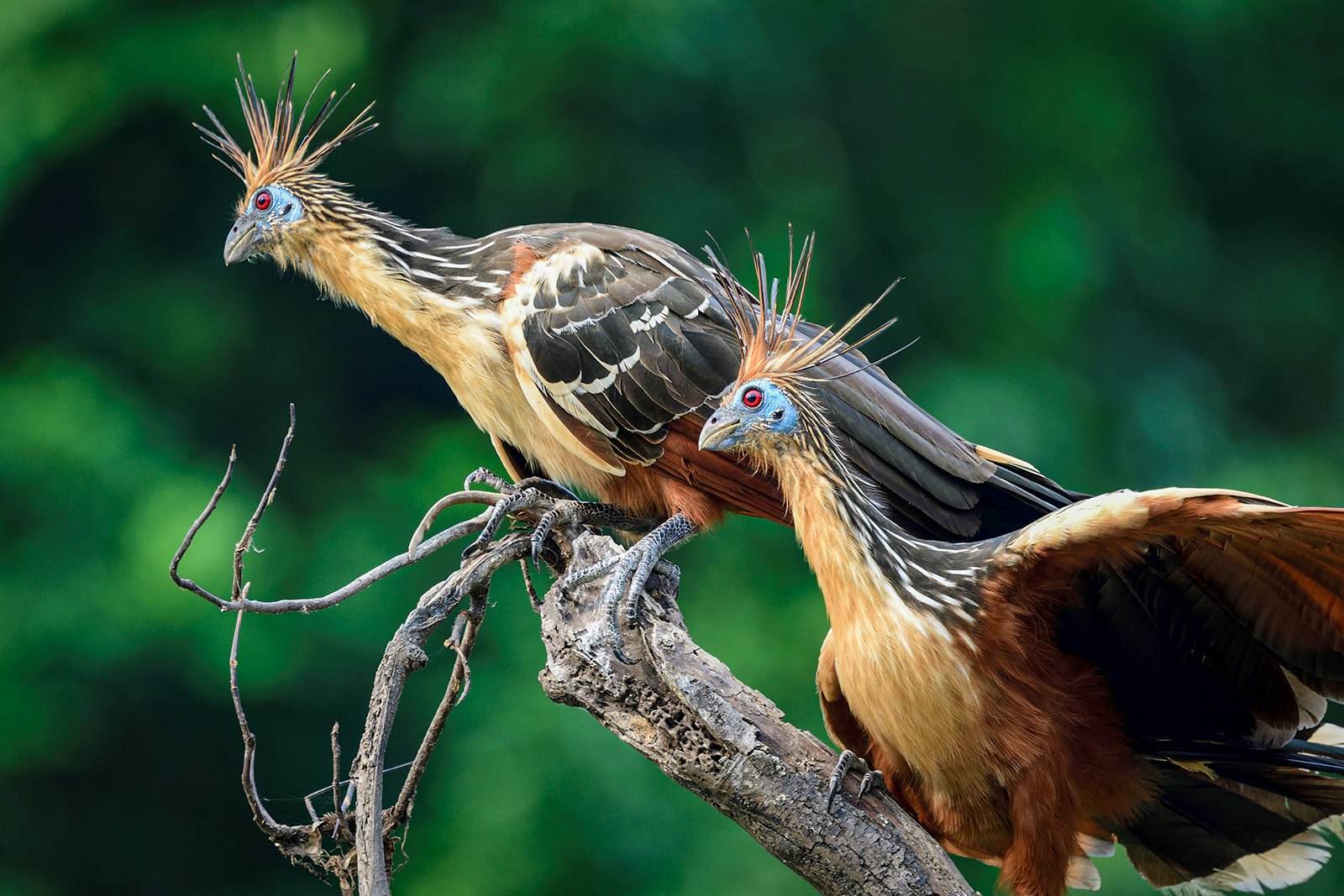 Two hoatzin birds on a branch in the Amazon