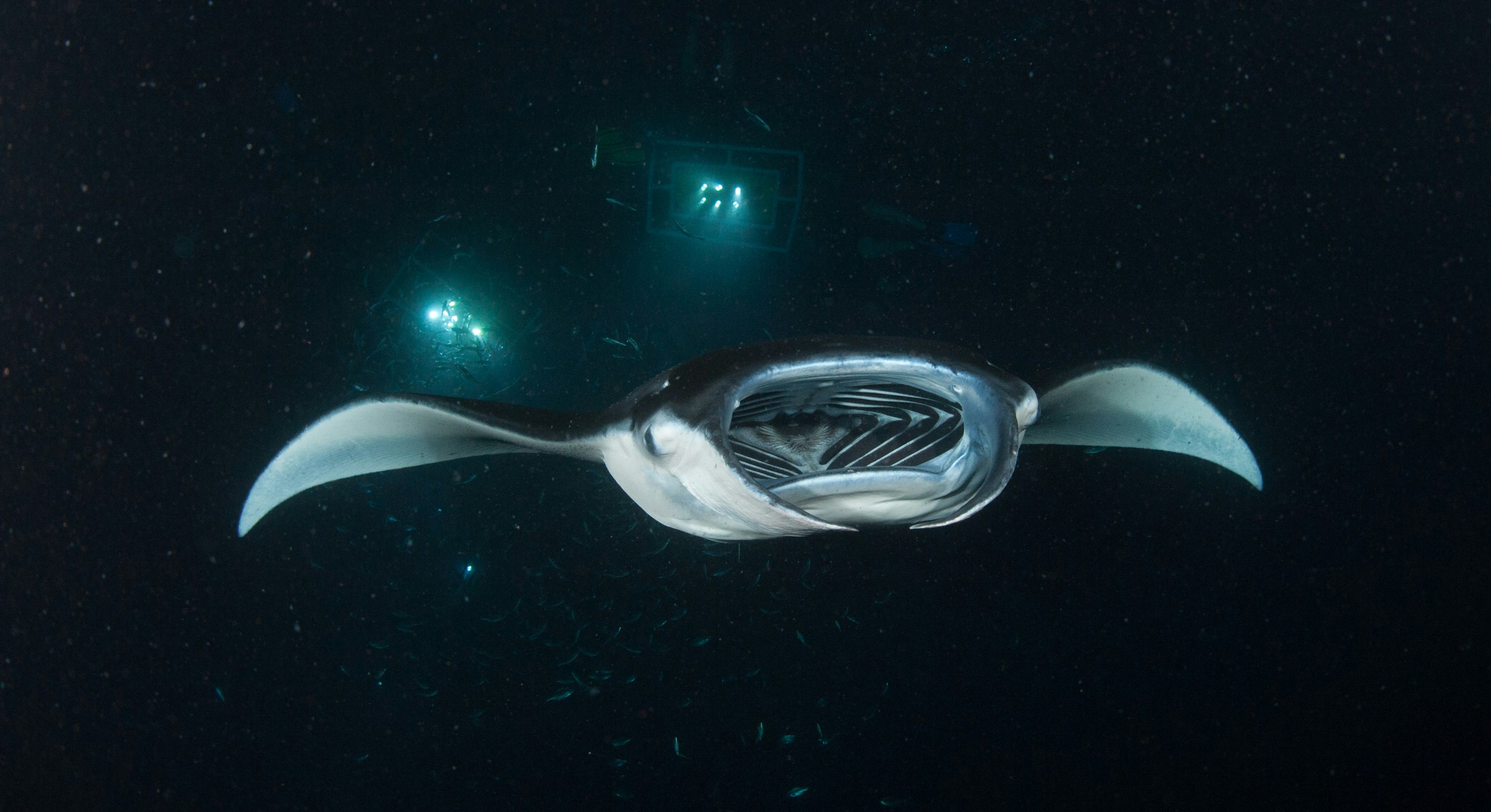 A gray and white manta ray is illuminated with lights in the inky black water during a night dive