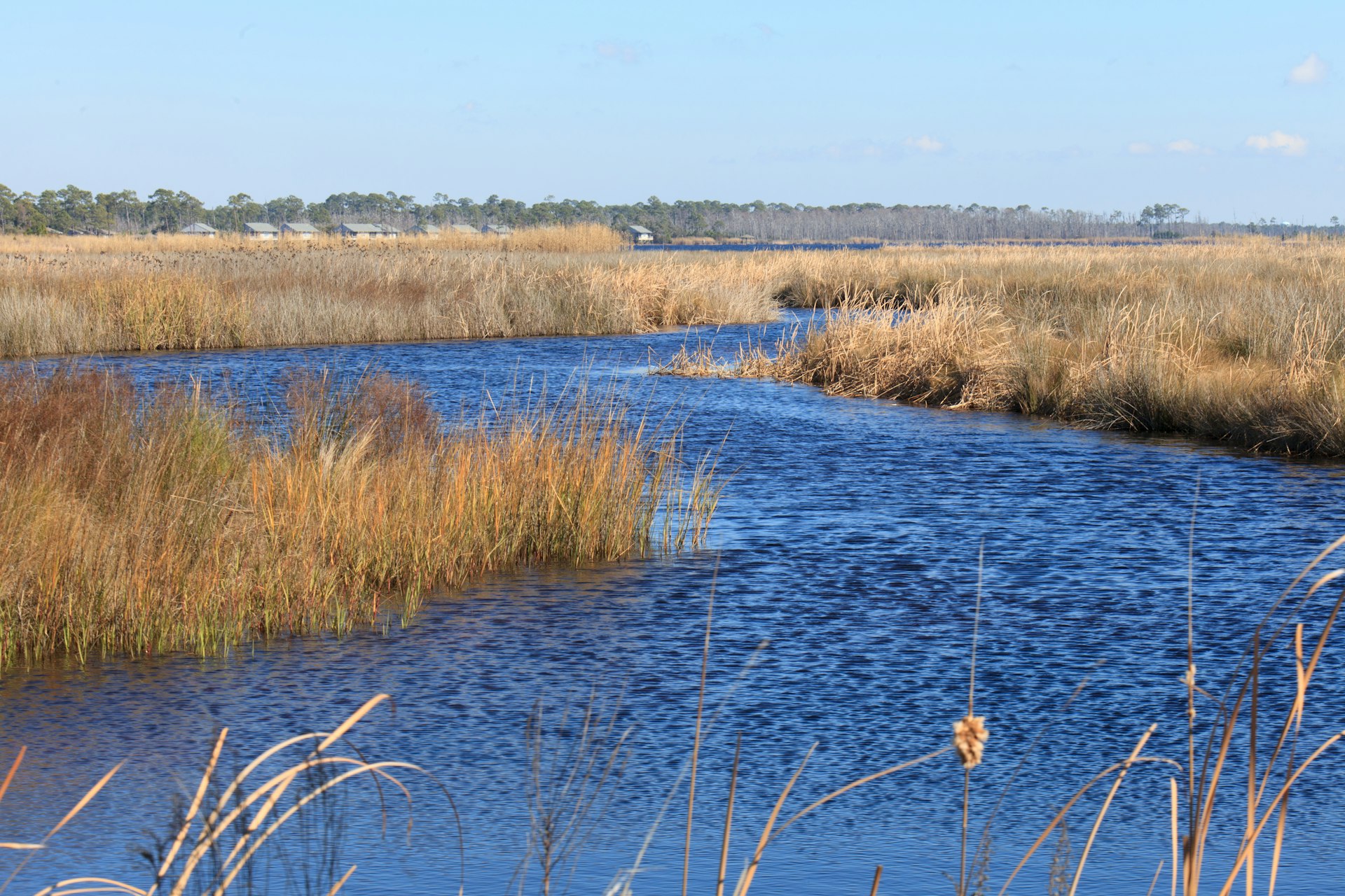 Straw-colored reeds and grasses emerge from a freshwater lake.
