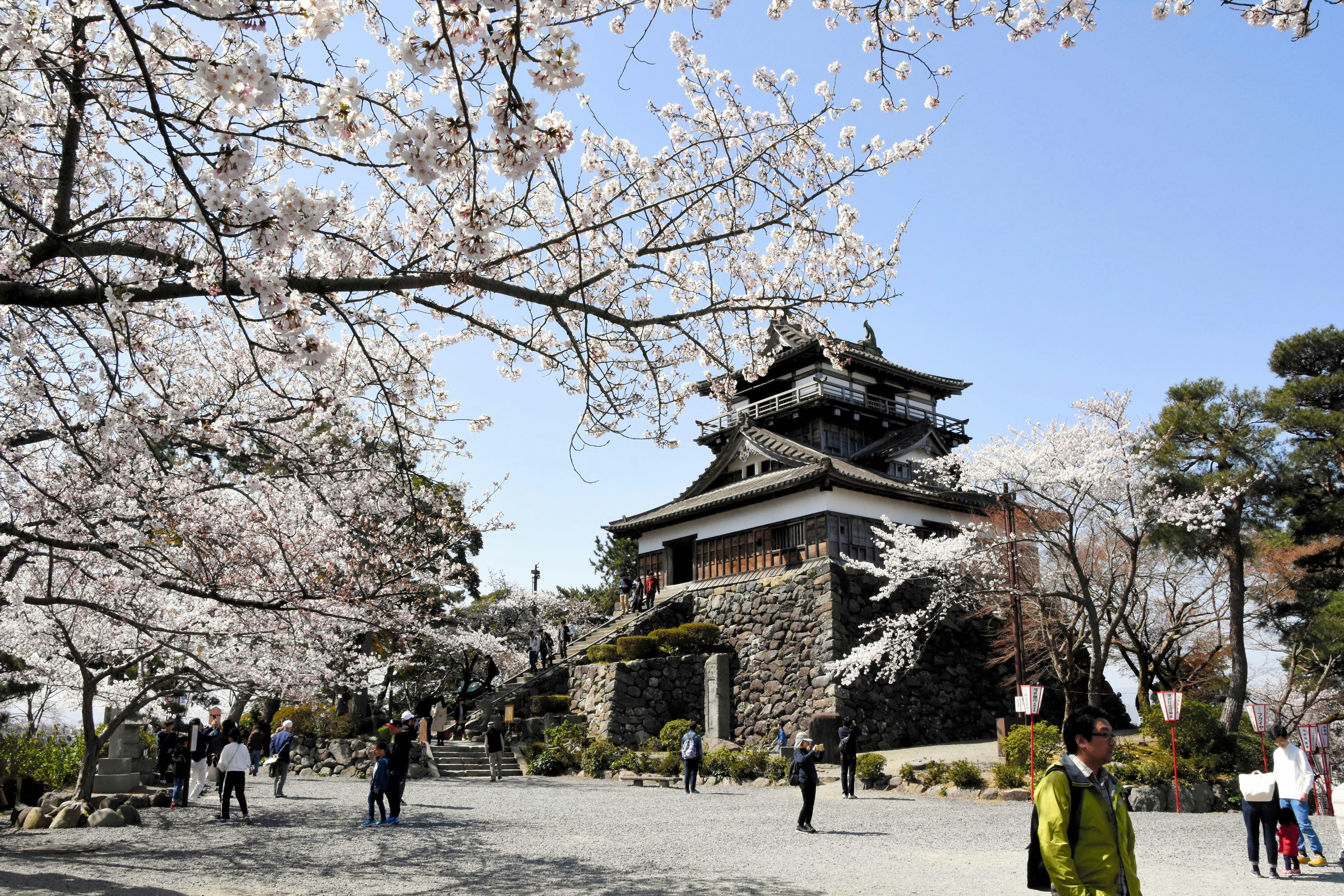Maruoka Castle: an old wood and stone castle built in traditional Japanese style, with a sloping roof. In the foreground trees with cherry blossoms are visible, as well as people walking towards the castle.